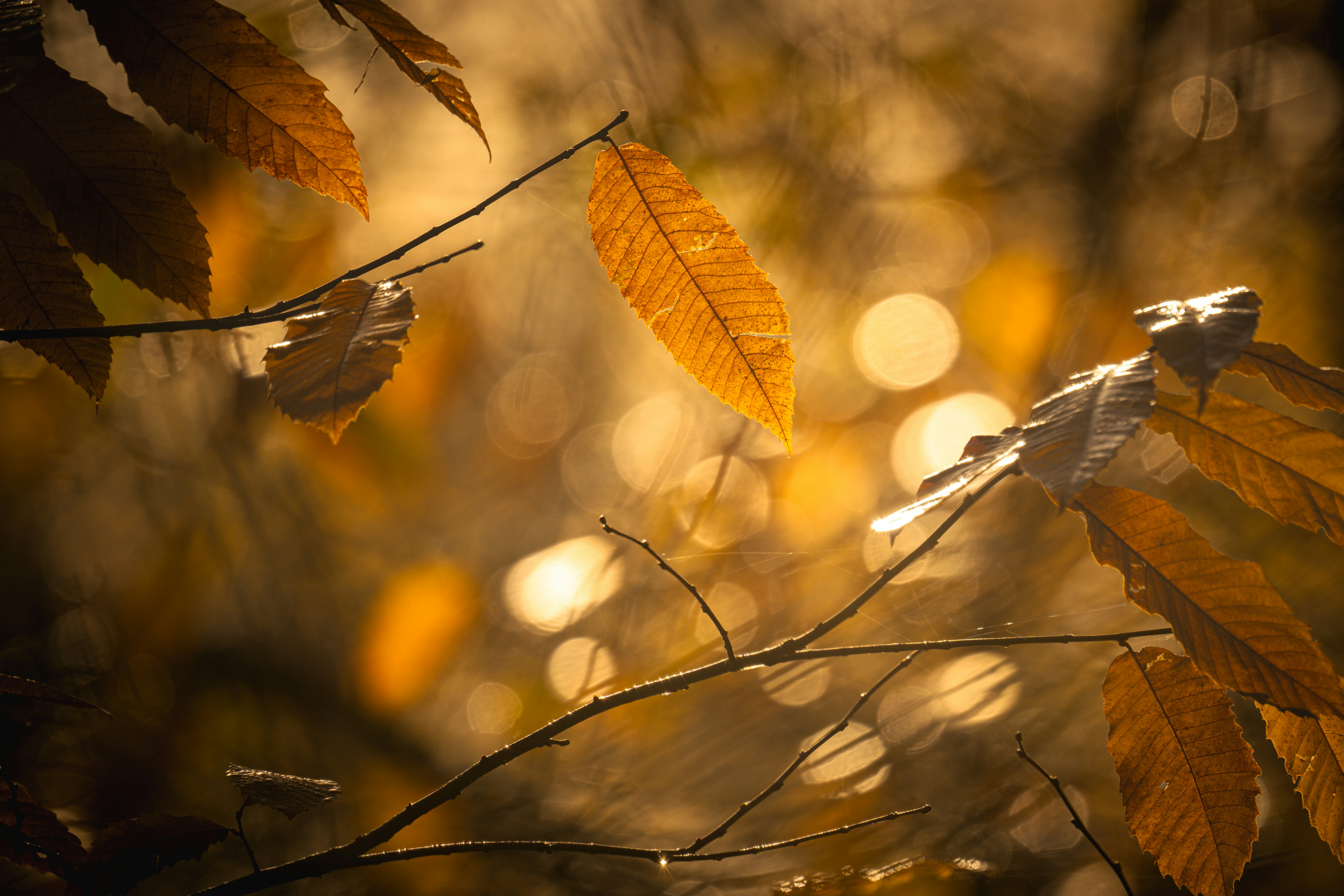 Autumn leaves with golden bokeh background