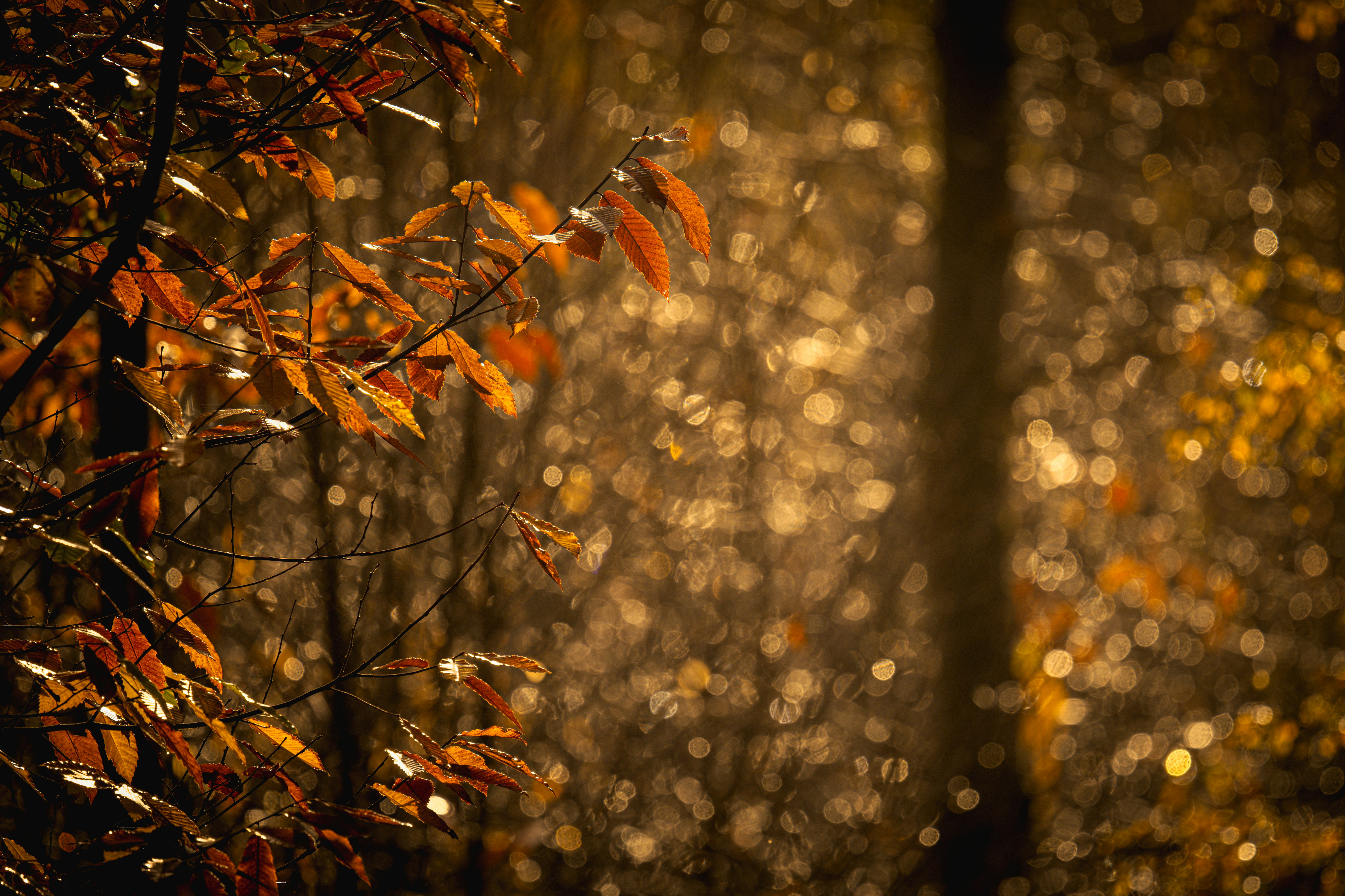 Autumn leaves glowing in warm sunlight