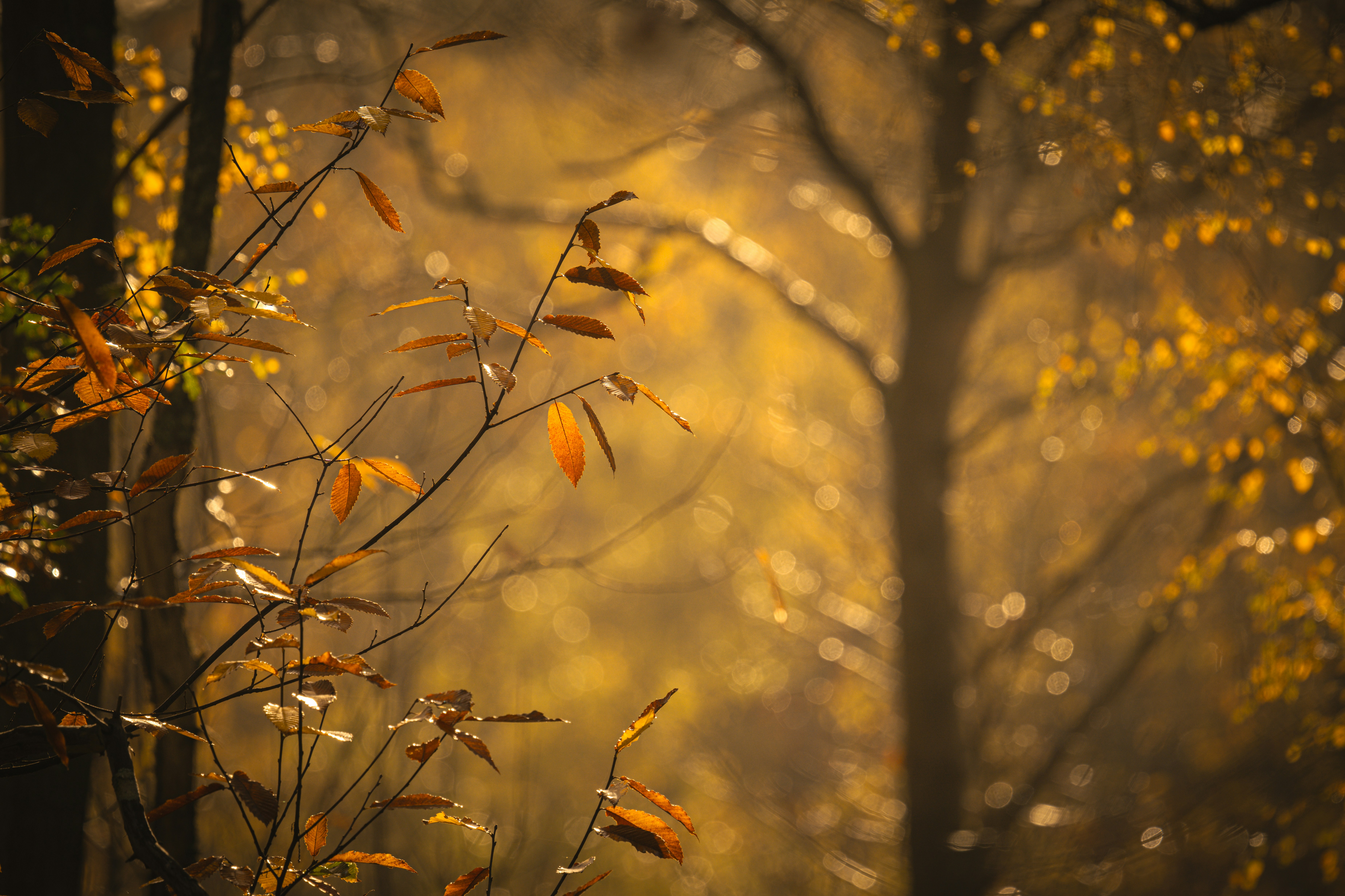 Autumn leaves glowing in warm sunlight through trees