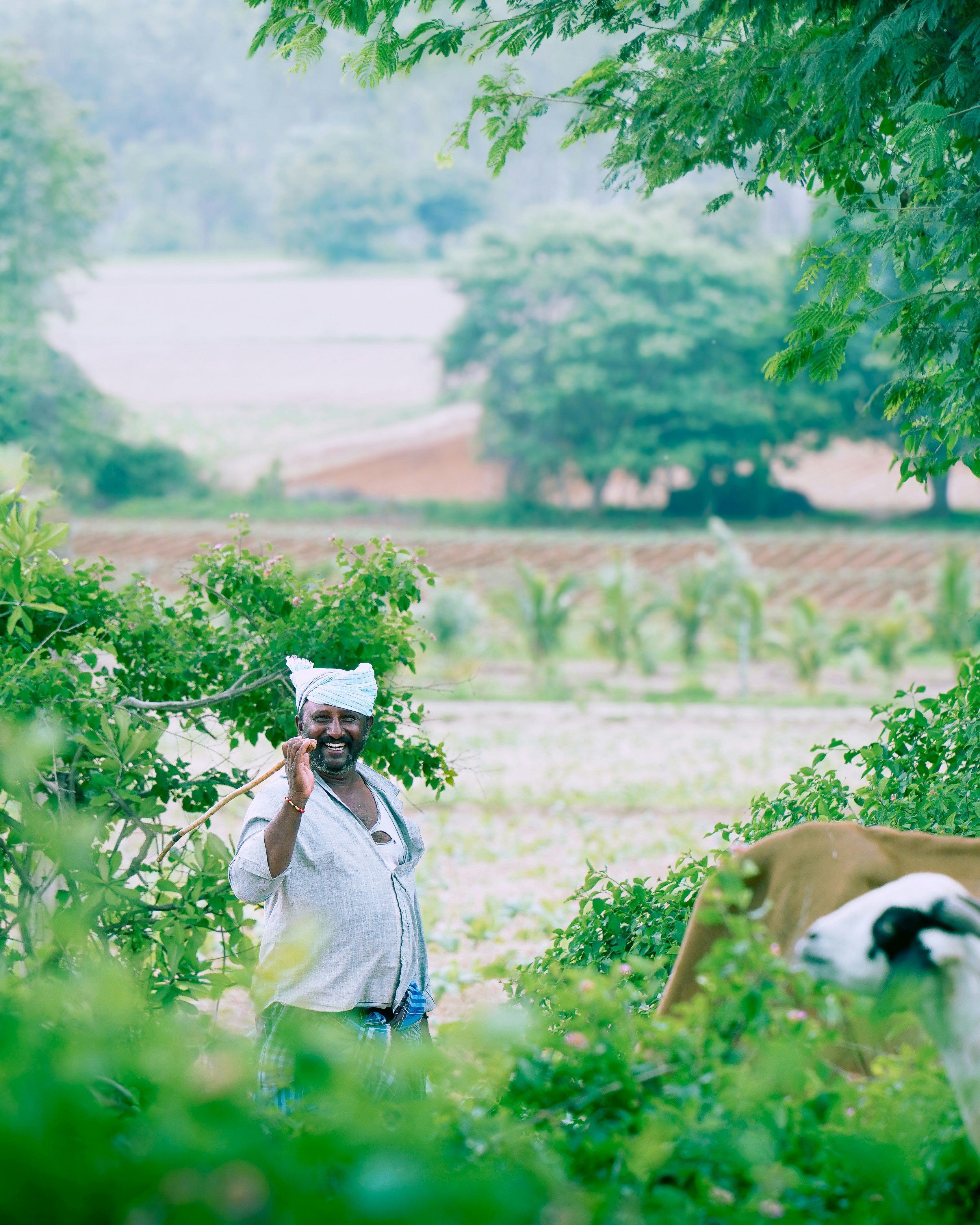 Farmer with cow in a lush green field.