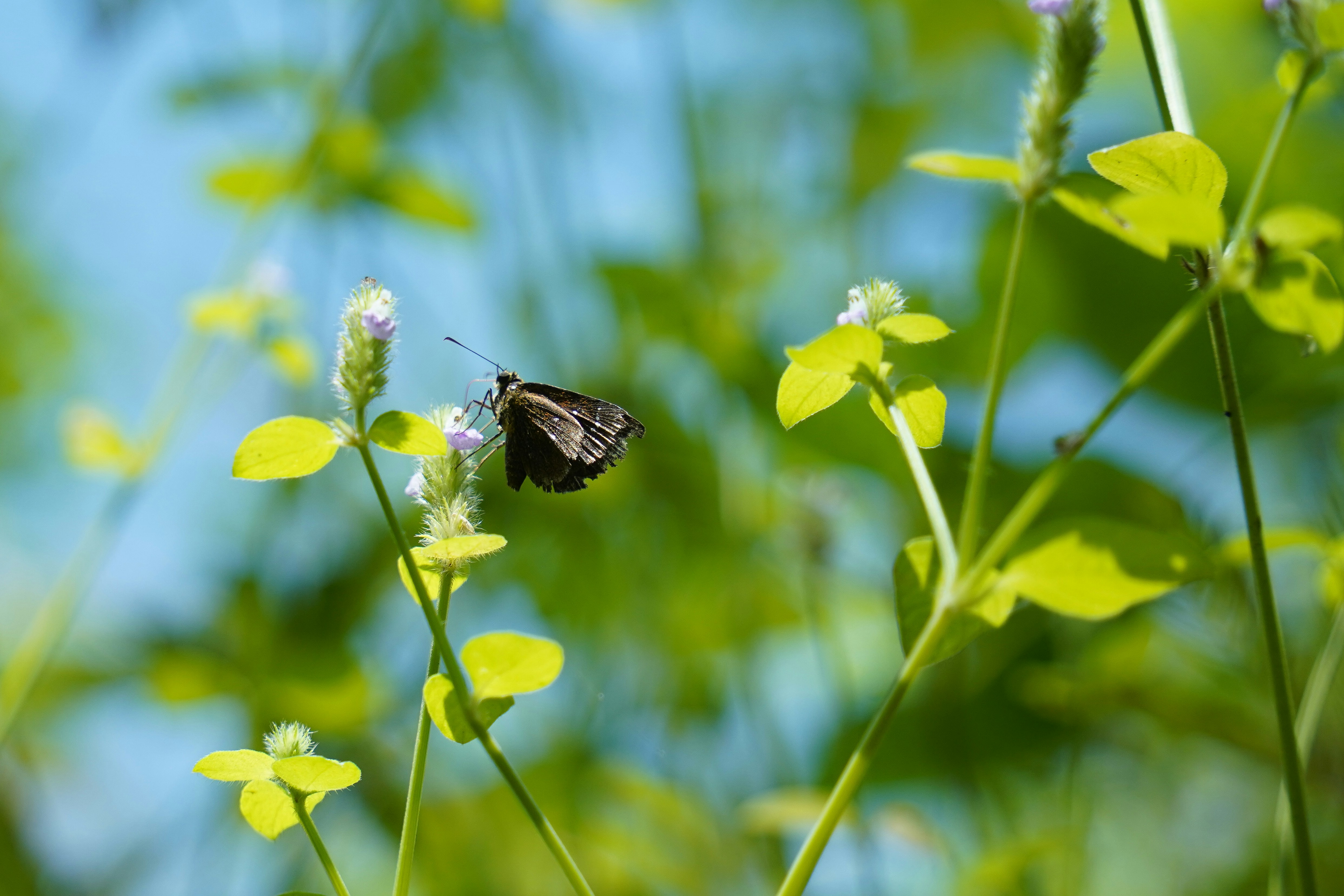 Photo by pranavck