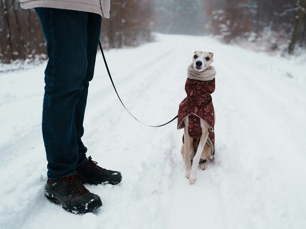Large short-haired dog in an insulated coat on a snowy path