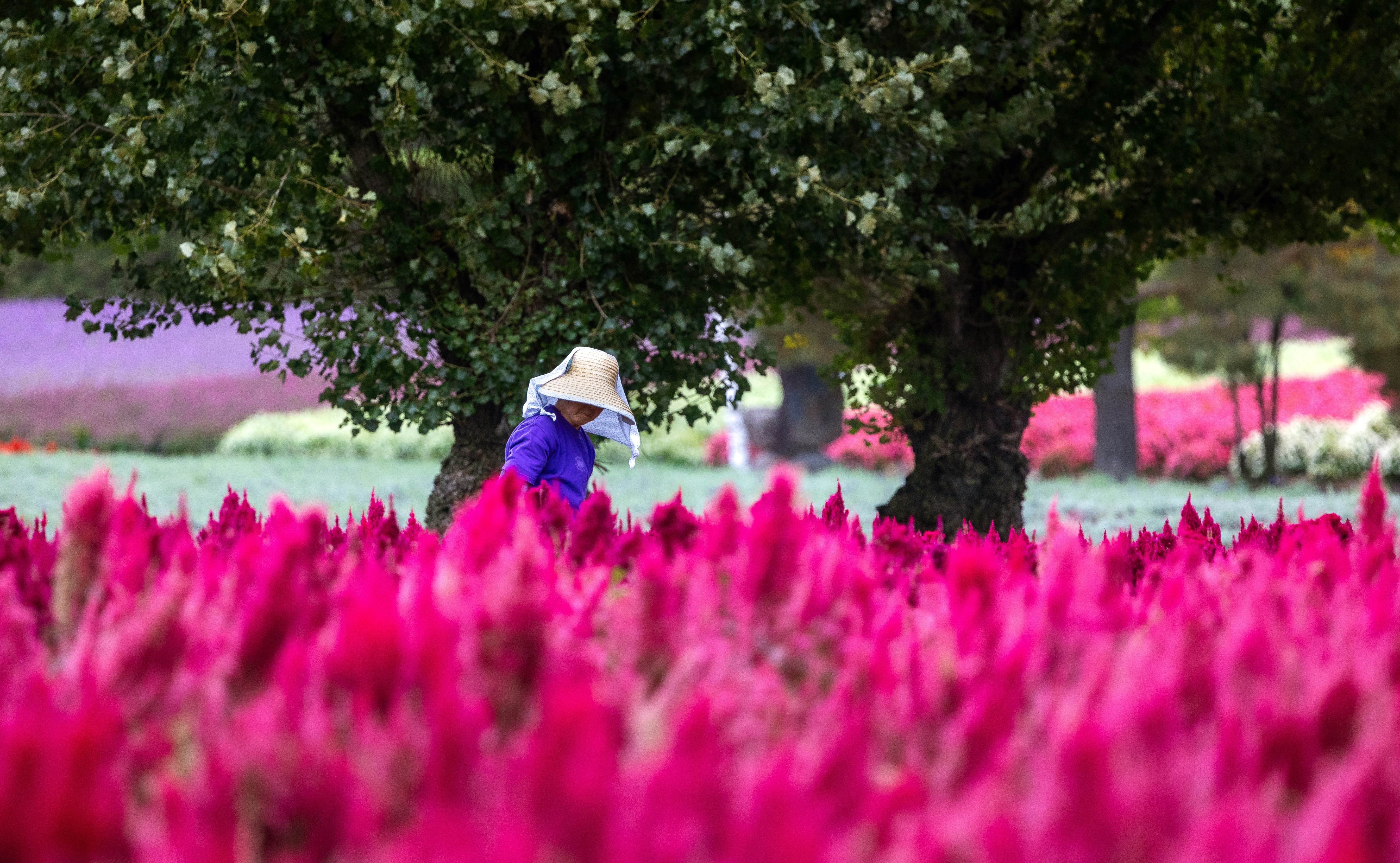 Gardener tending vibrant pink flowers in a field.