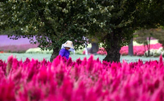 라벤더 시즌 (후라노)