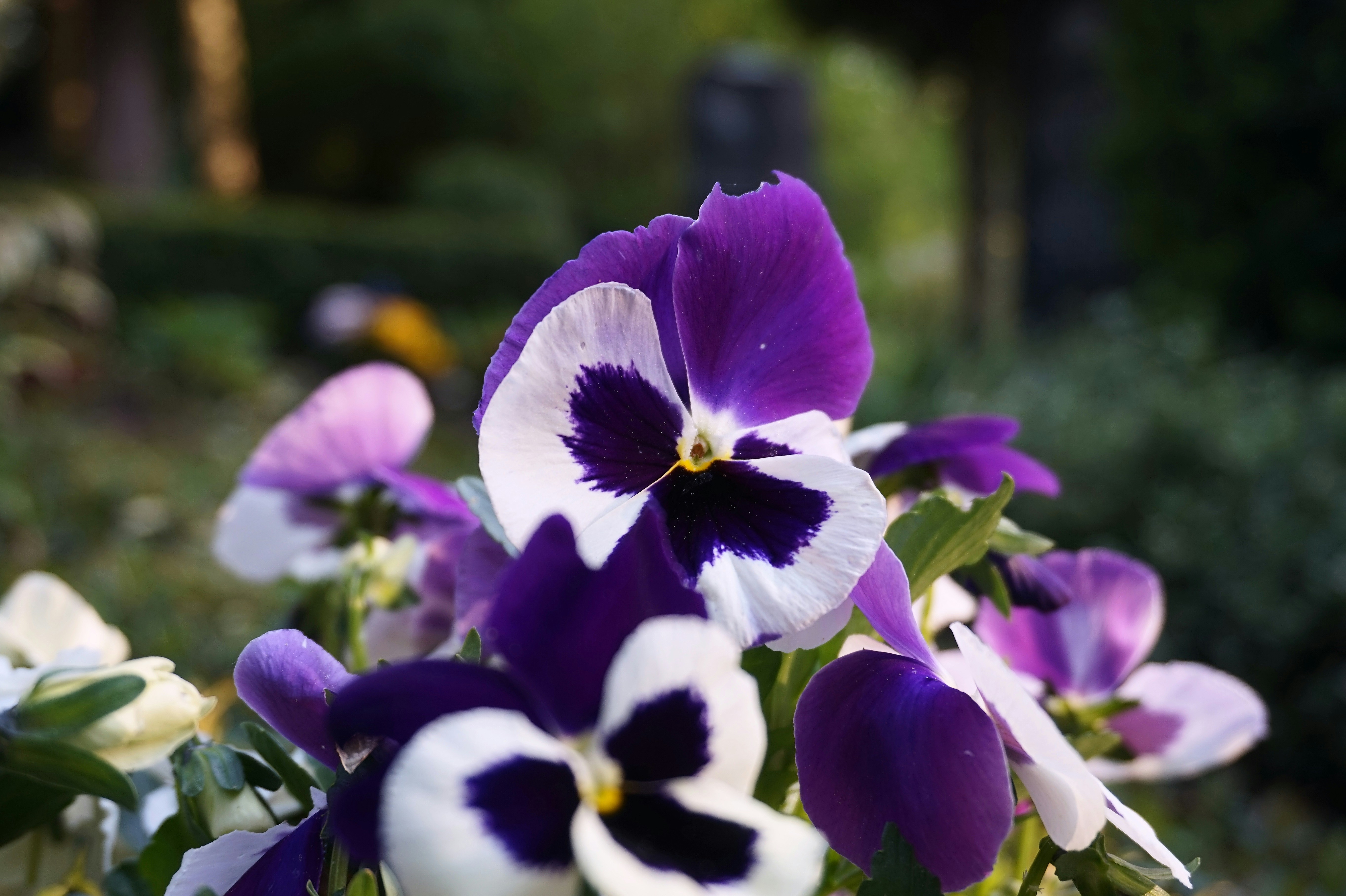 Close-up of vibrant purple and white seasonal flowers in a professionally designed planting bed
