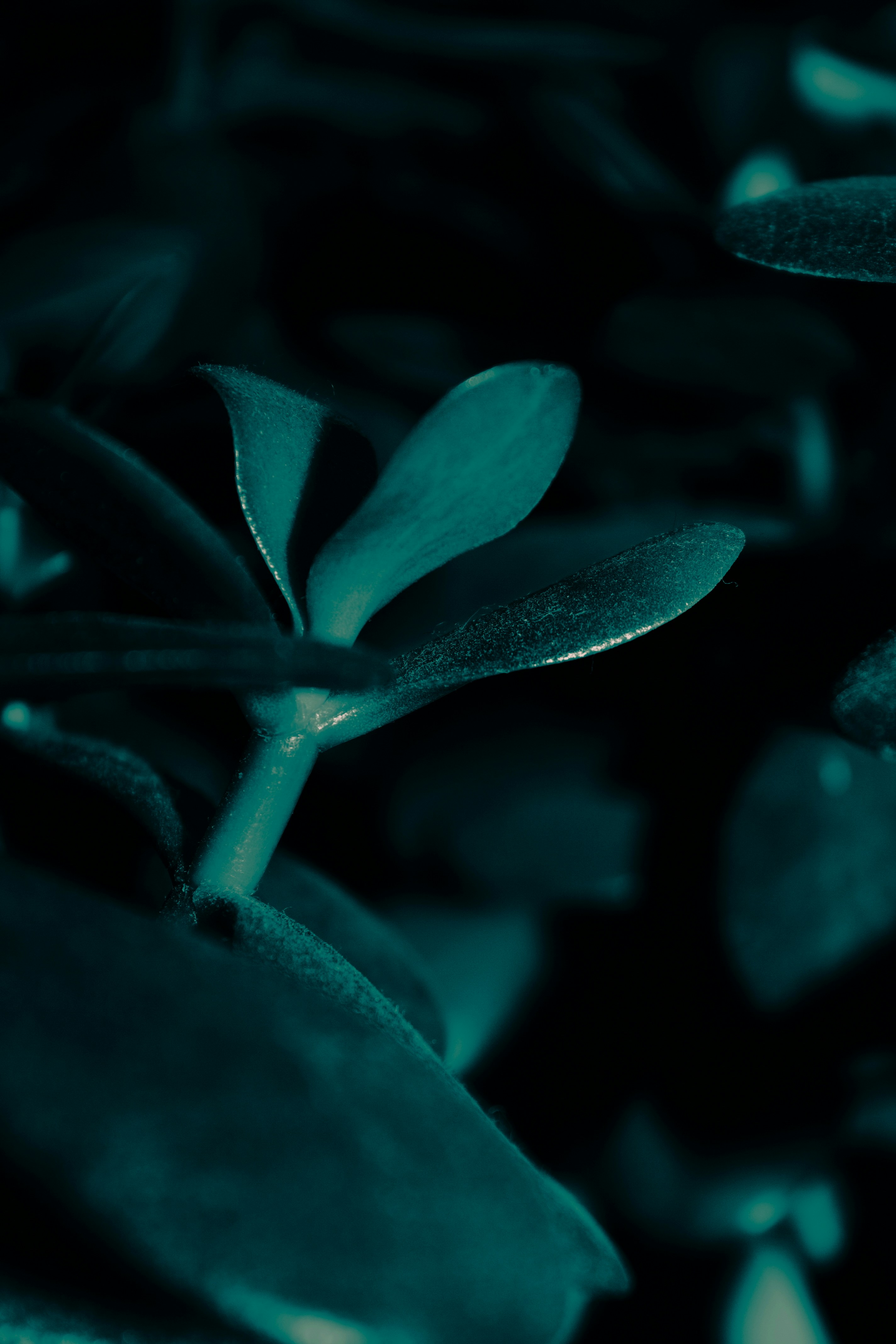 Close-up of teal succulent leaves in darkness