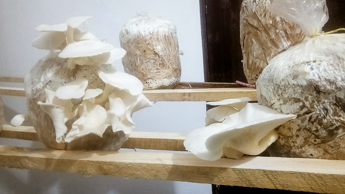 Nấm Bào Ngư Xám Tươi