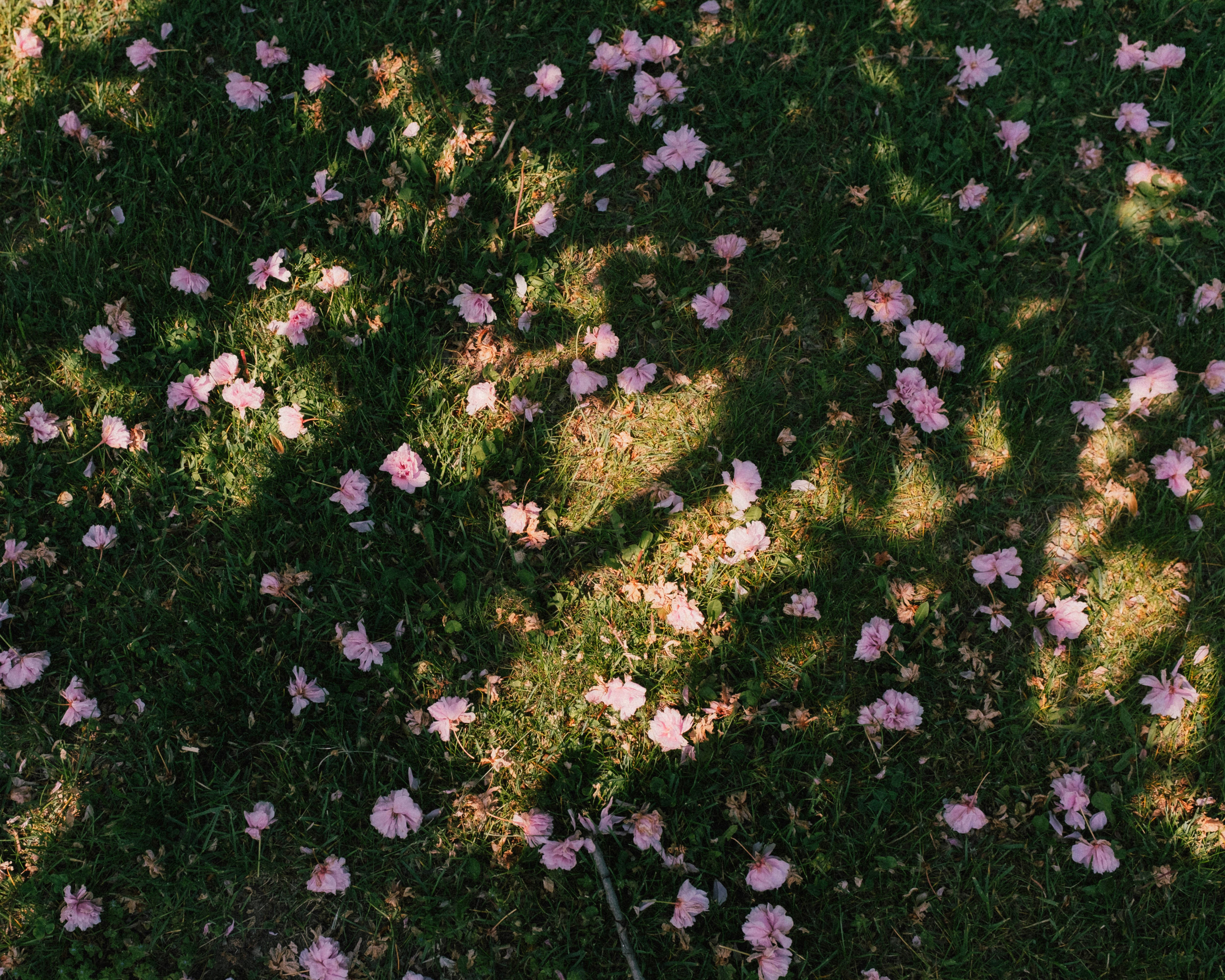 Rosa Blütenblätter, verstreut auf grünem Gras mit Baumschatten.