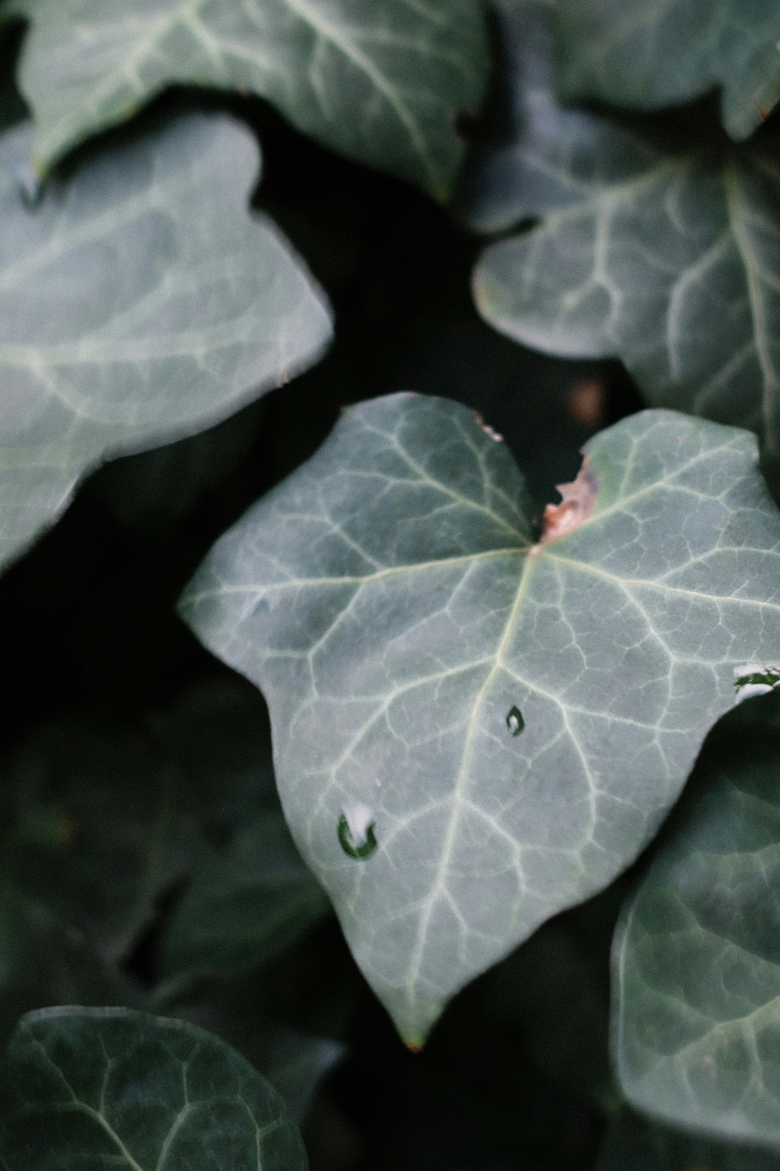 Photo by dezsvbymico