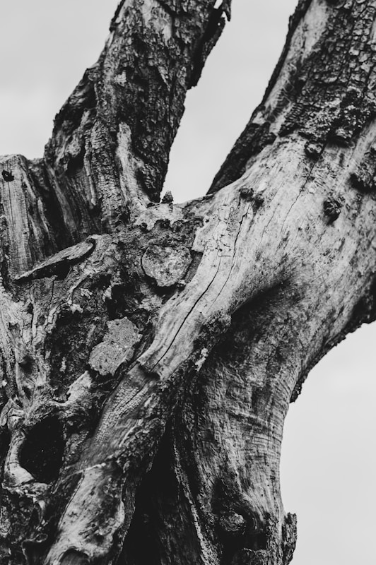 Ancient olive tree trunk