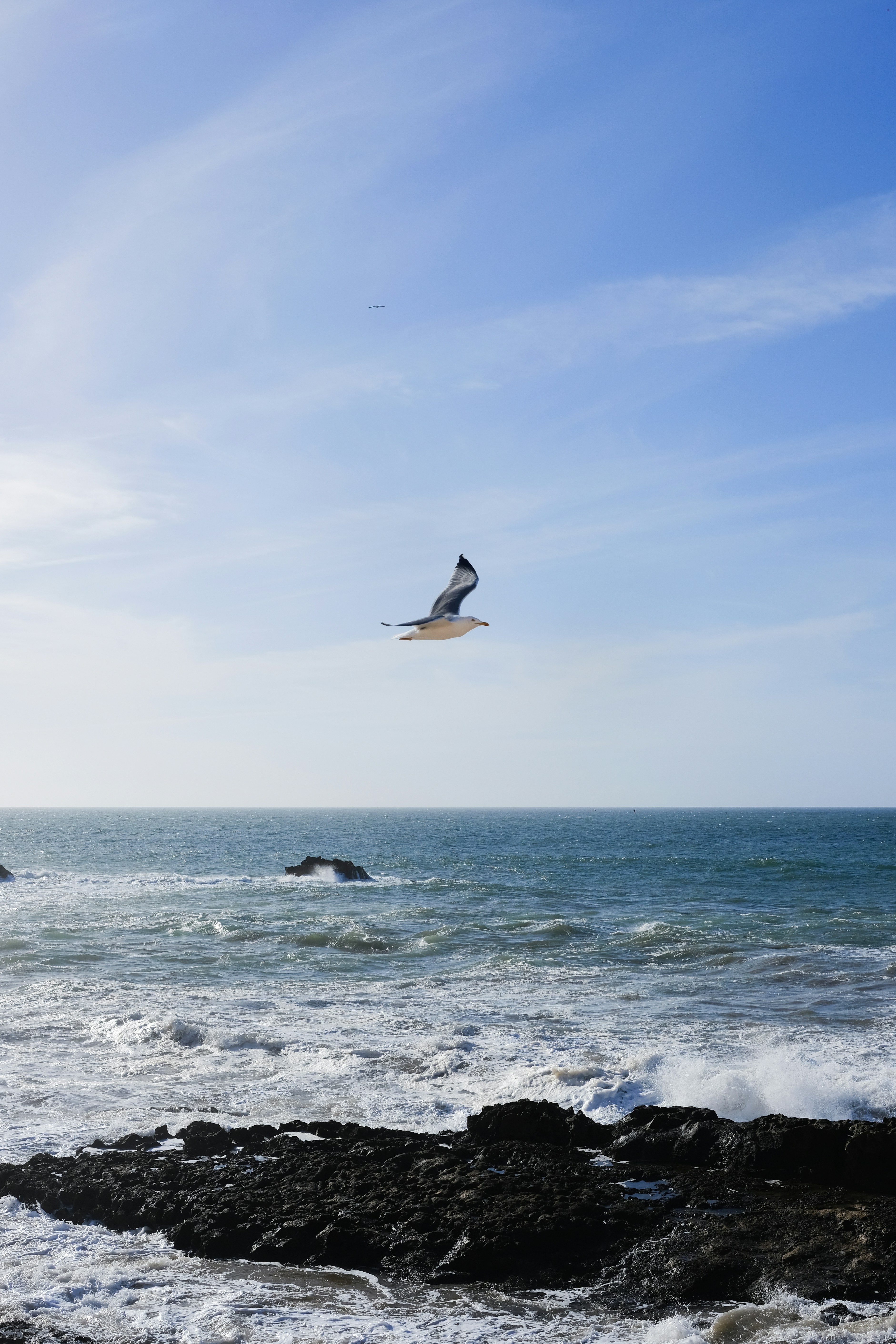 Seagull flying over ocean waves near rocky shore.