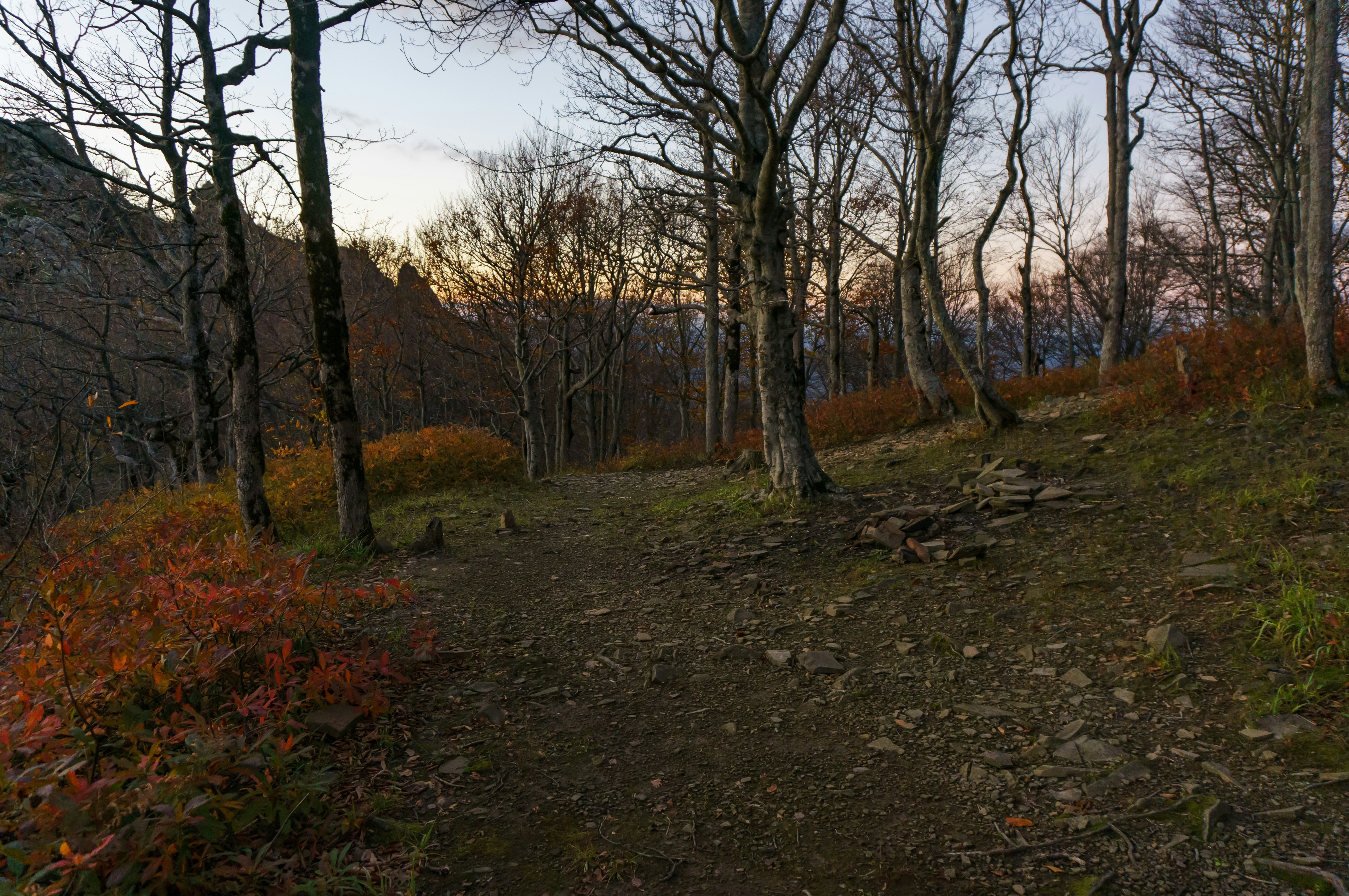 Bare trees line a path in autumn woods at dusk.