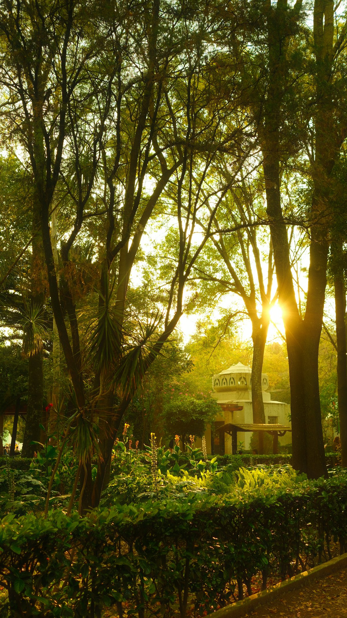 Luz dorada entre los árboles de un jardín, atardecer