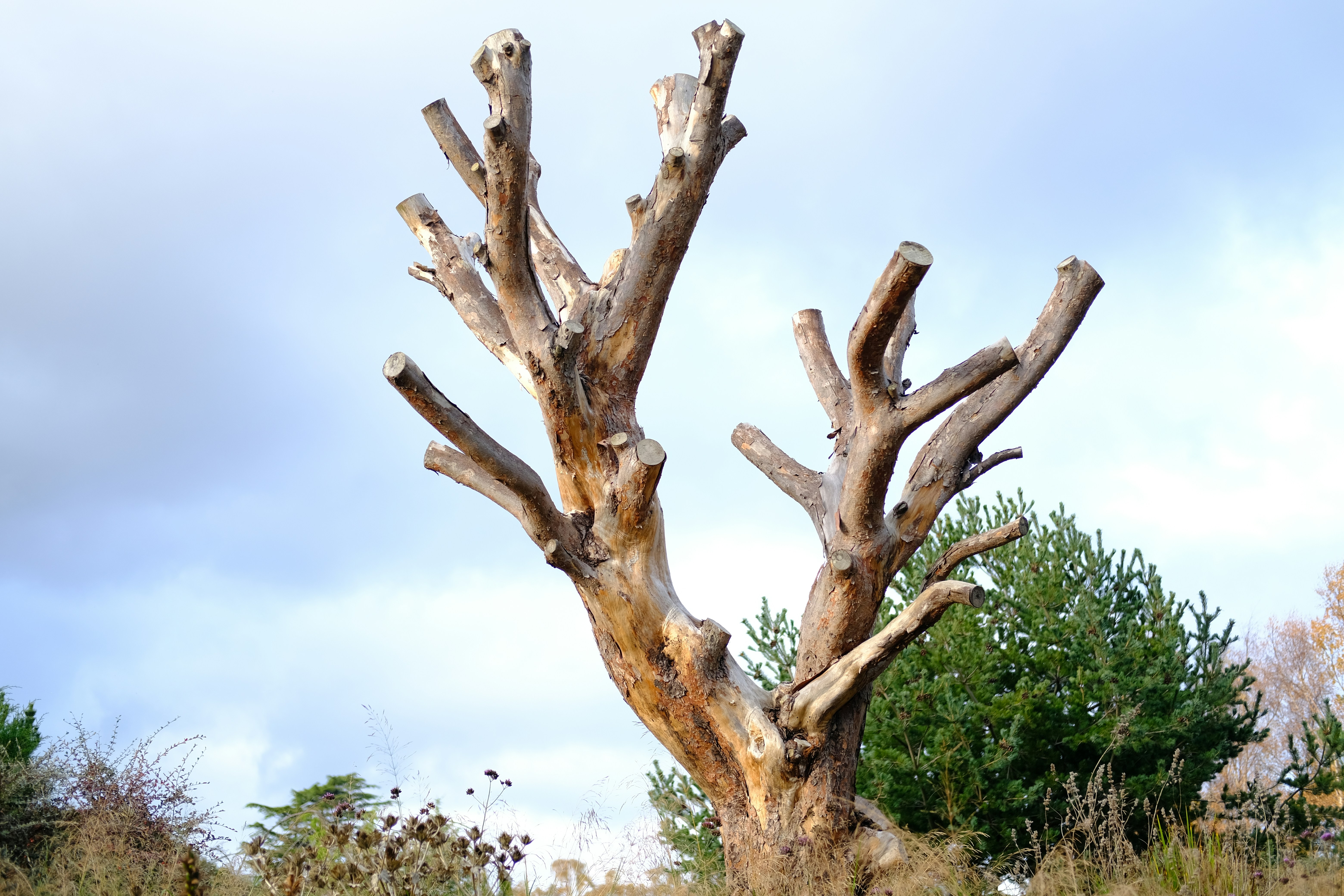 A bare, dead tree against a cloudy sky.