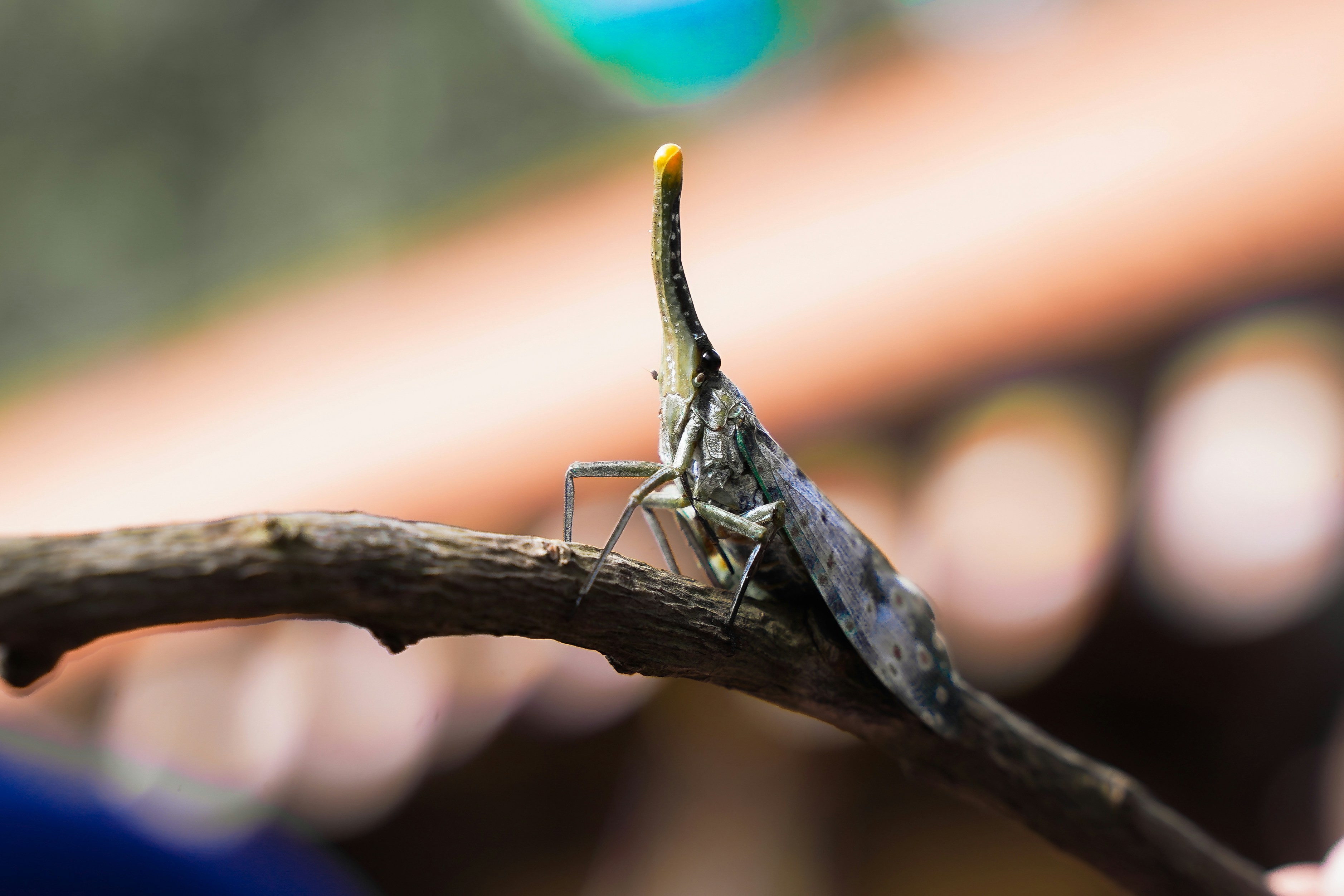 A long-snouted butterfly rests on a branch.