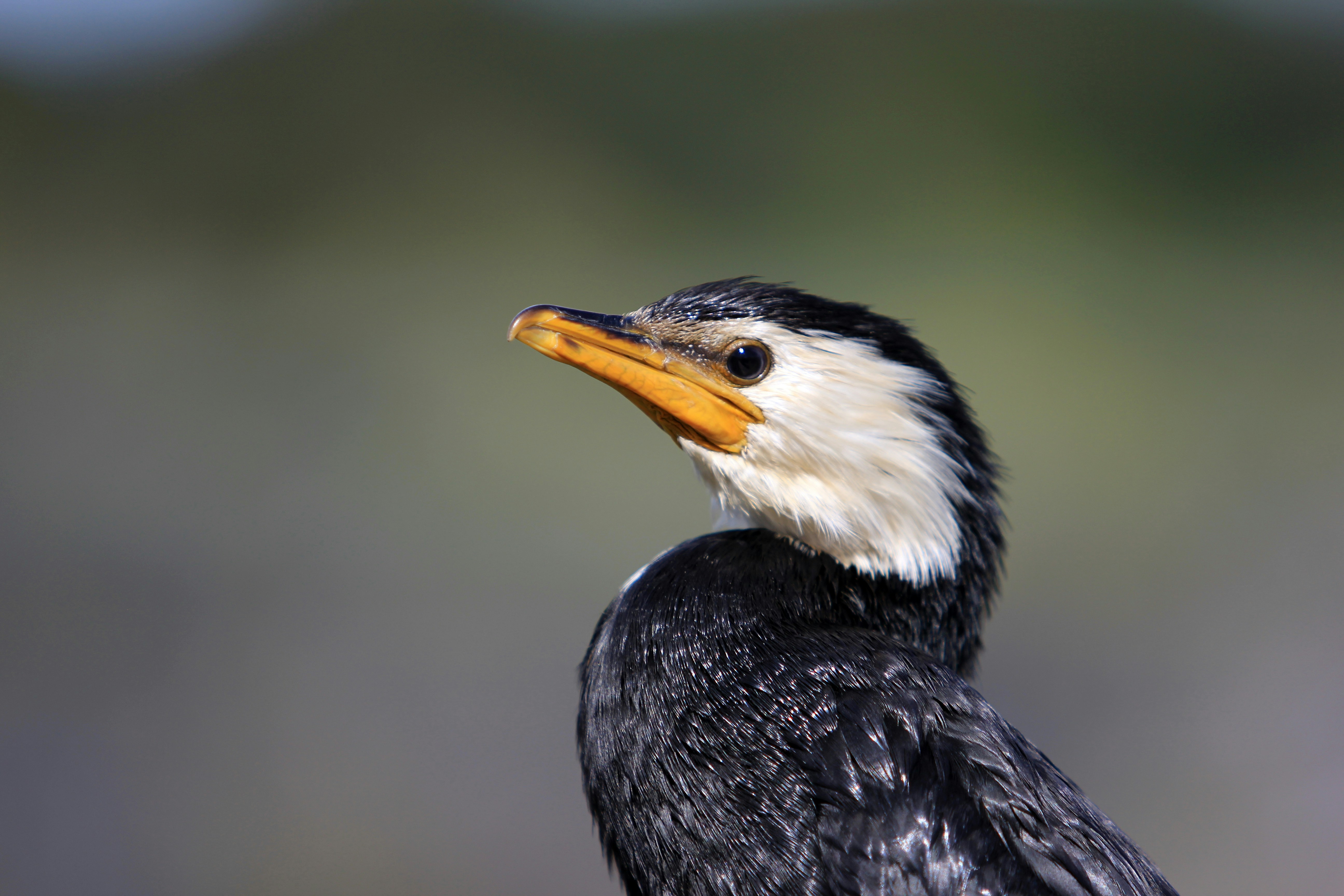A close-up of a cormorant with a yellow beak.