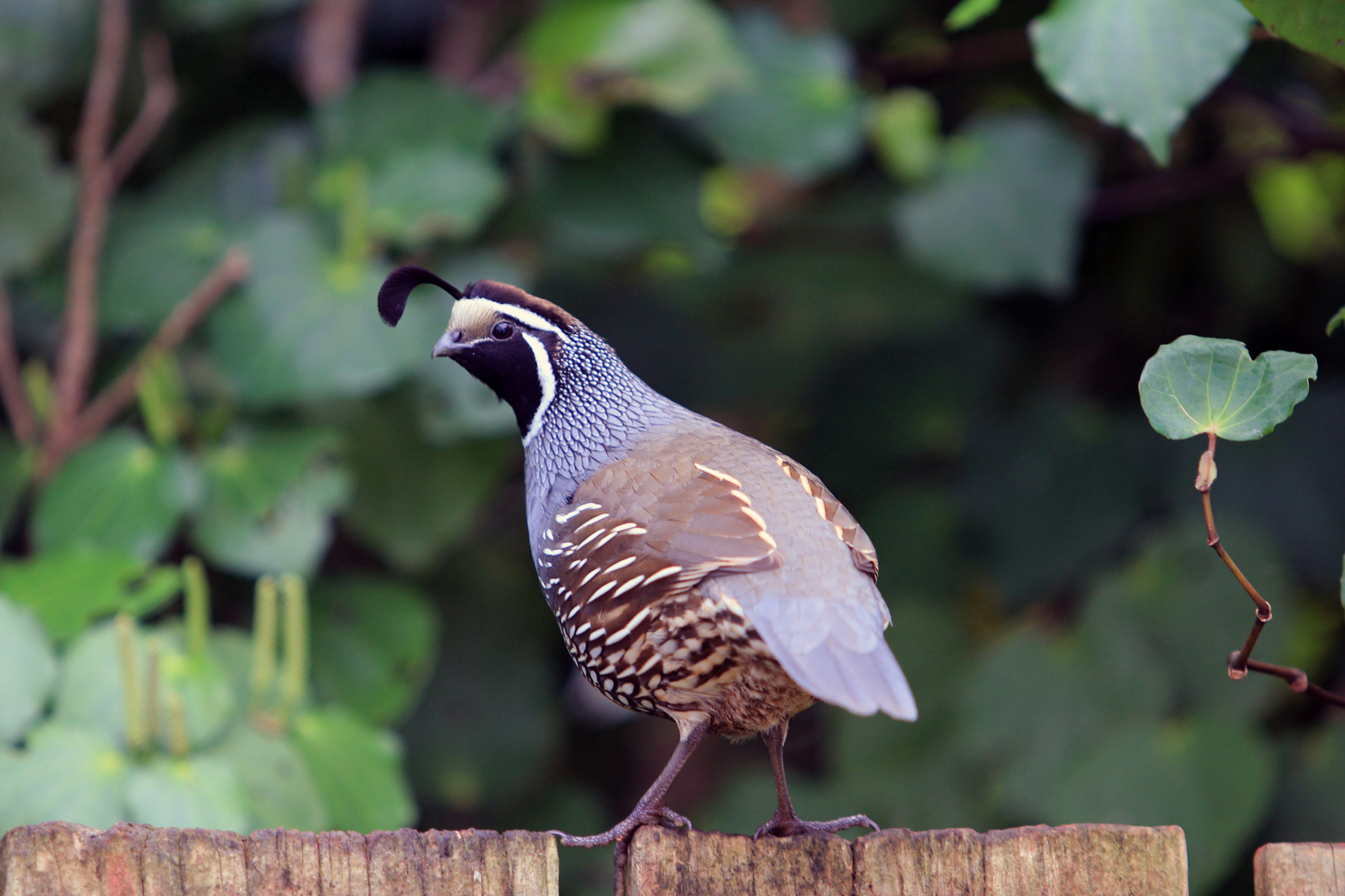A quail stands on a wooden fence.