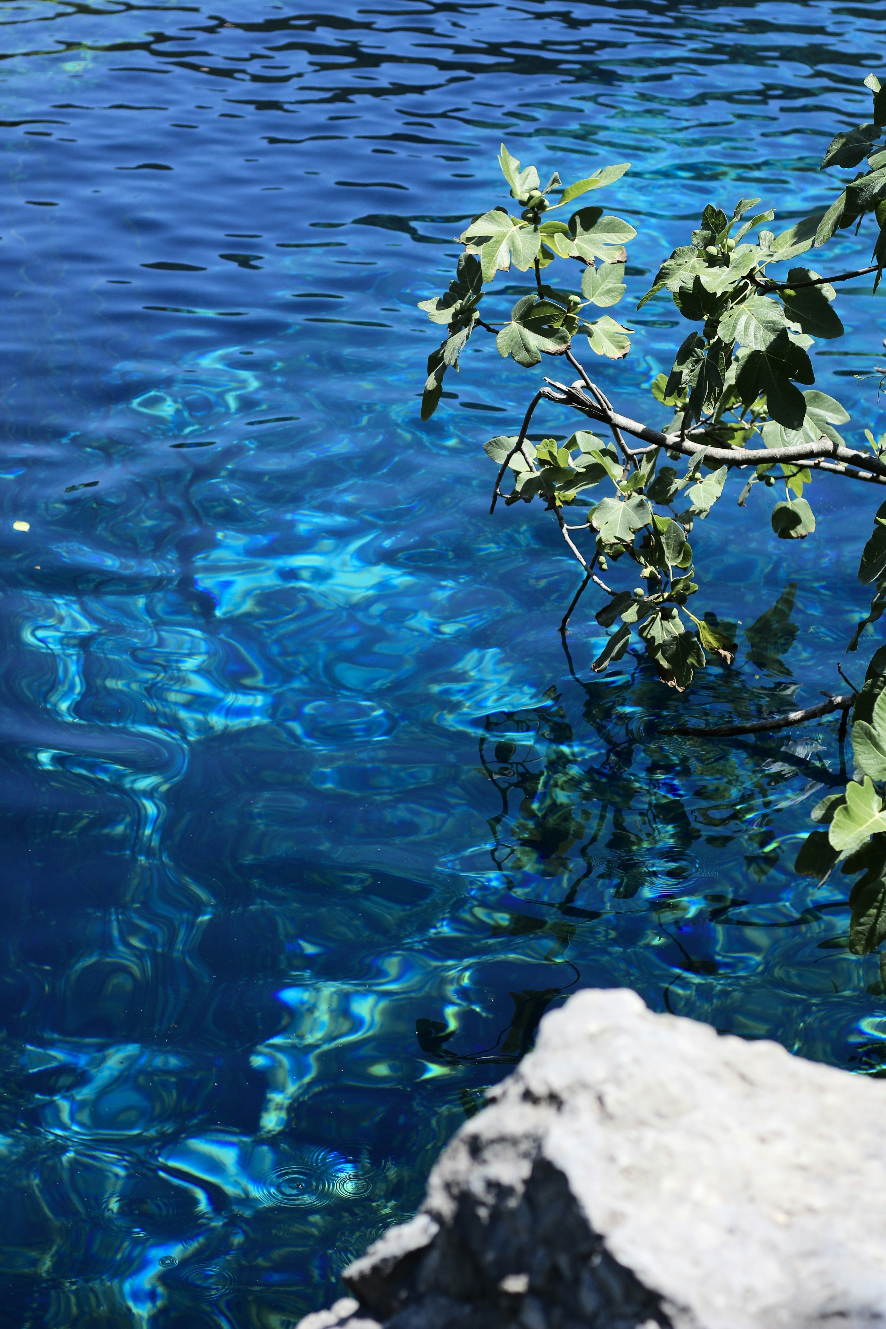 Clear blue water with submerged rocks and tree branch