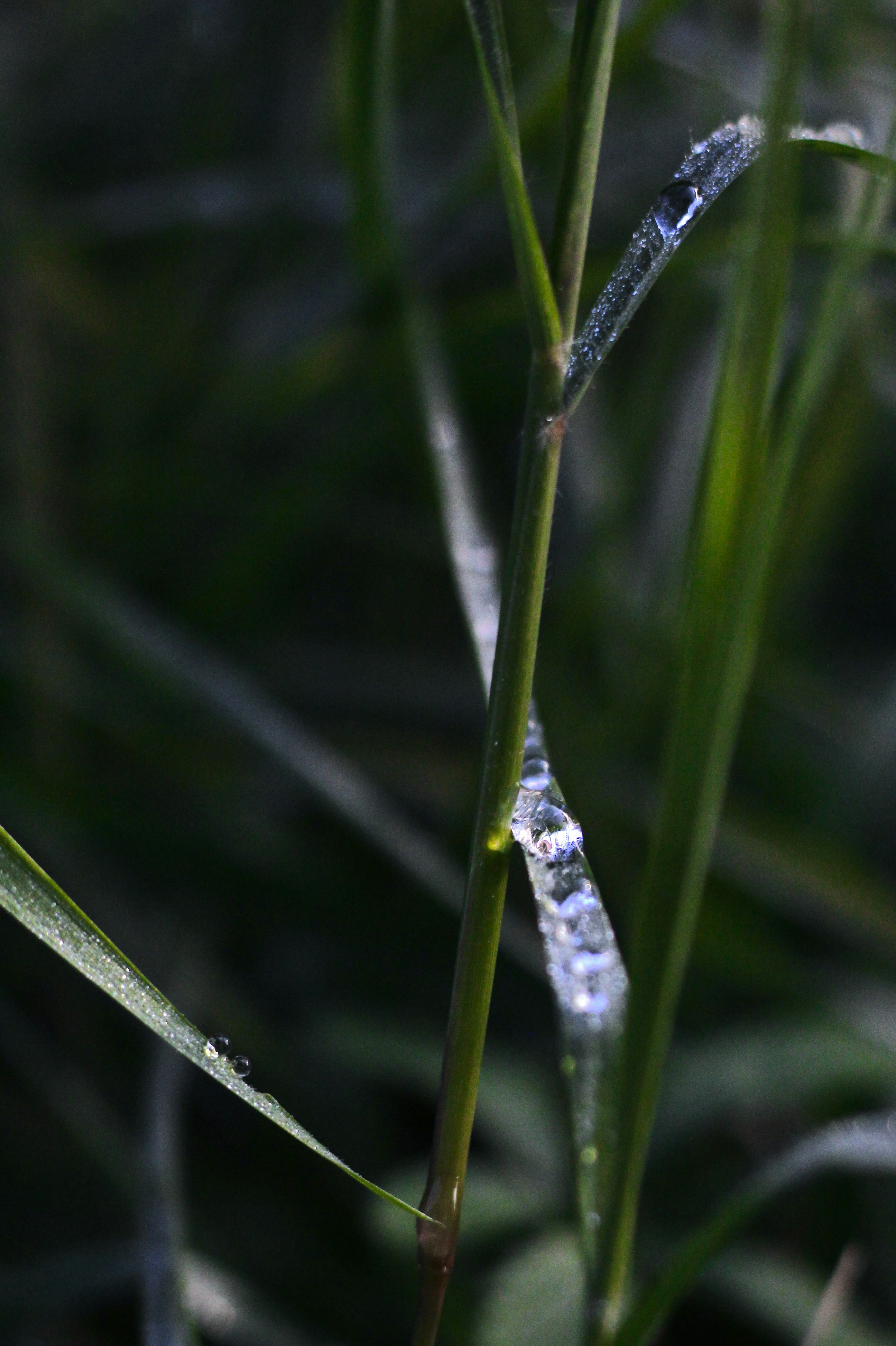 Photo by lorenzo_turroni