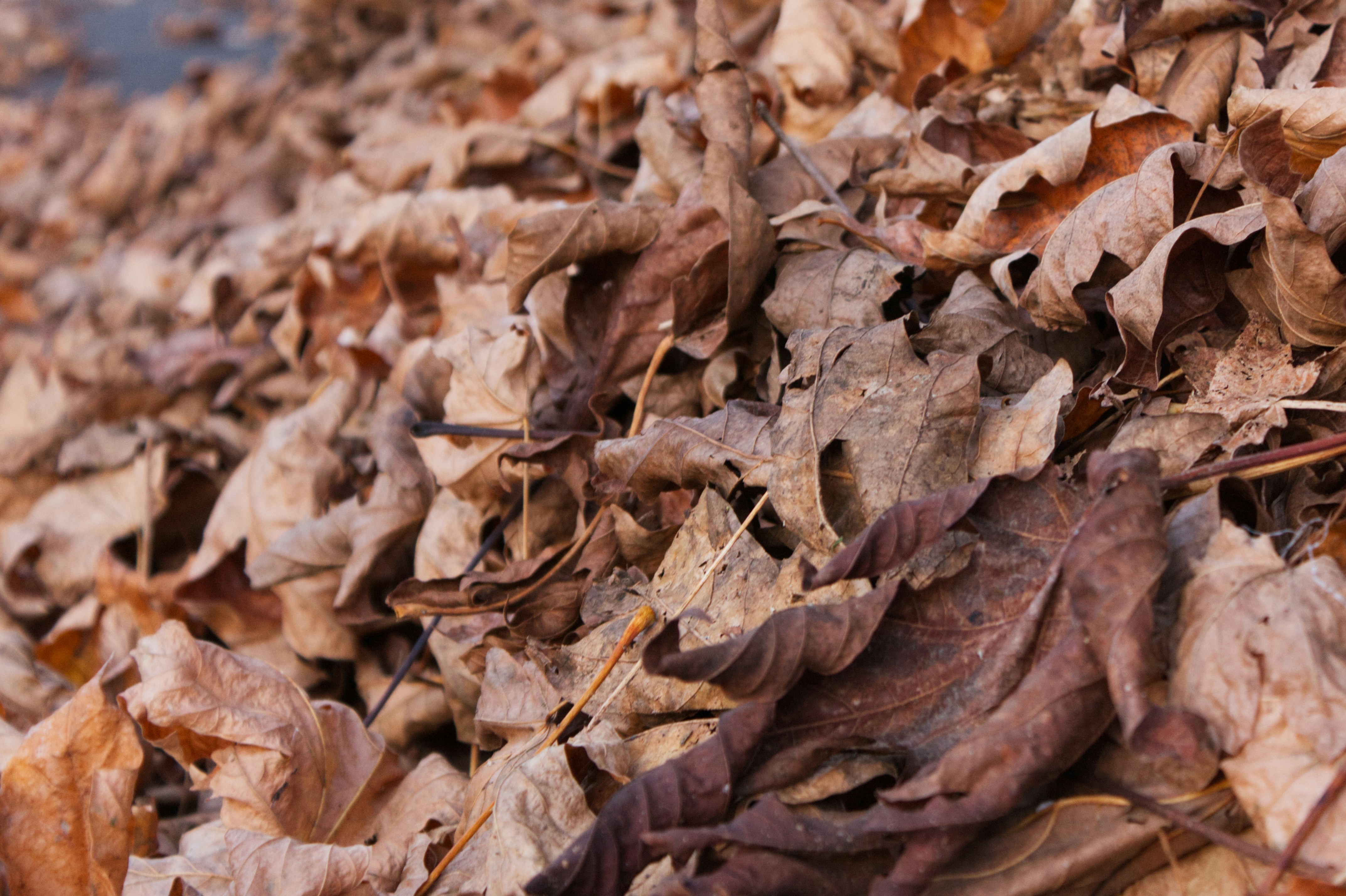 Photo by mangowastaken