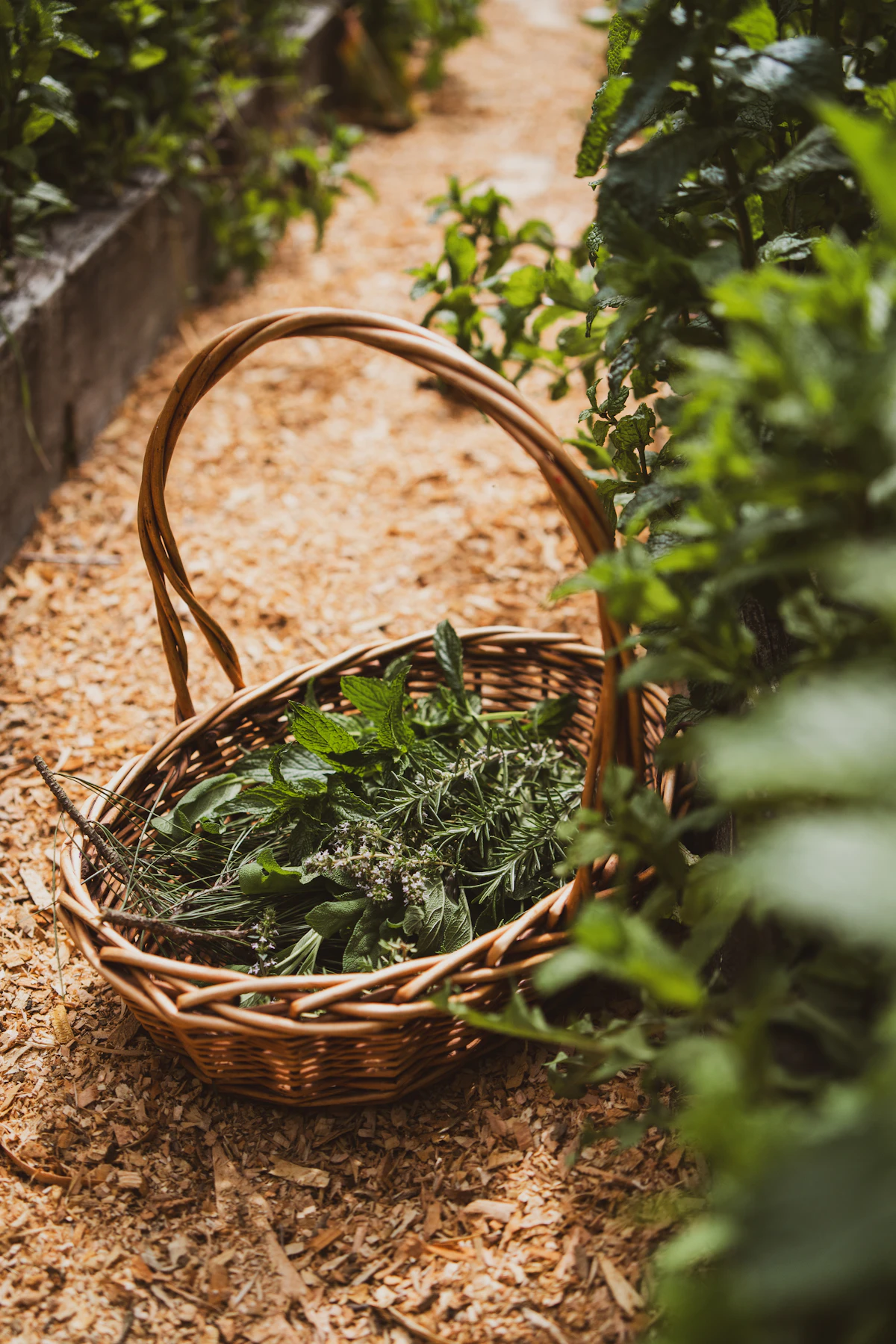 Moksa Permaculture Foraging & Raw Culinary Workshop