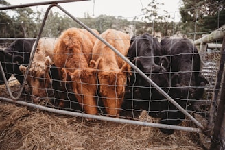 Cattle eating hay behind a fence