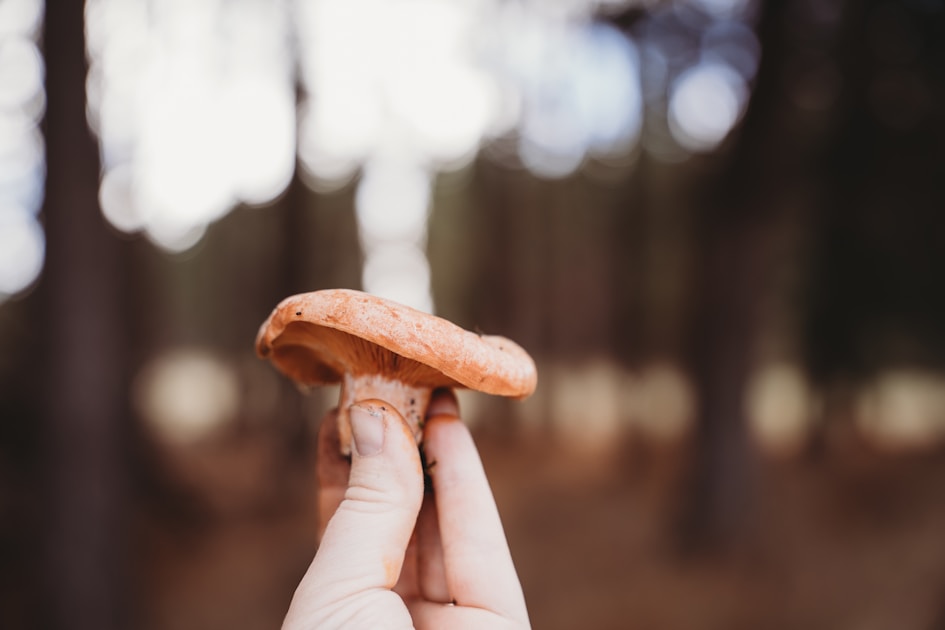 Wildkraeuter erkennen 10 essbare pflanzen am wegesrand — practical guide overview