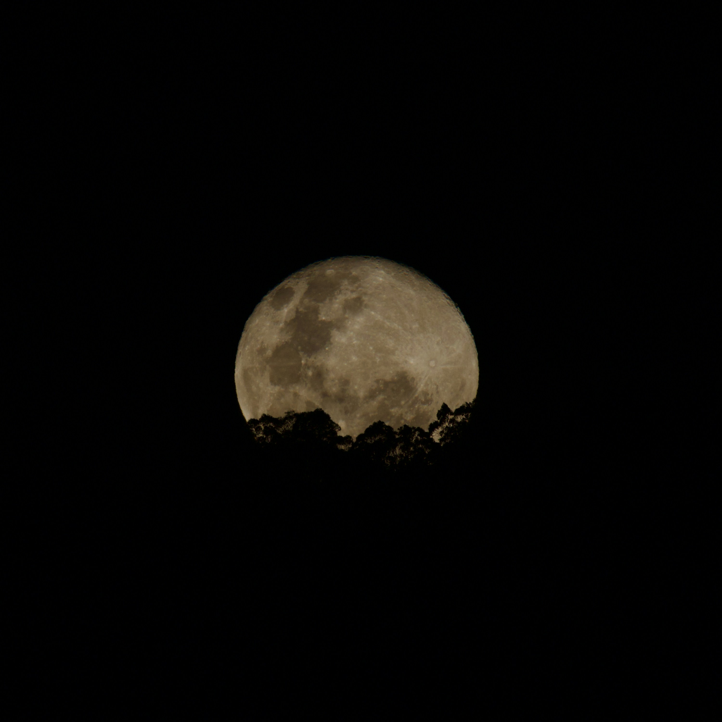 Full moon rising above dark tree silhouettes