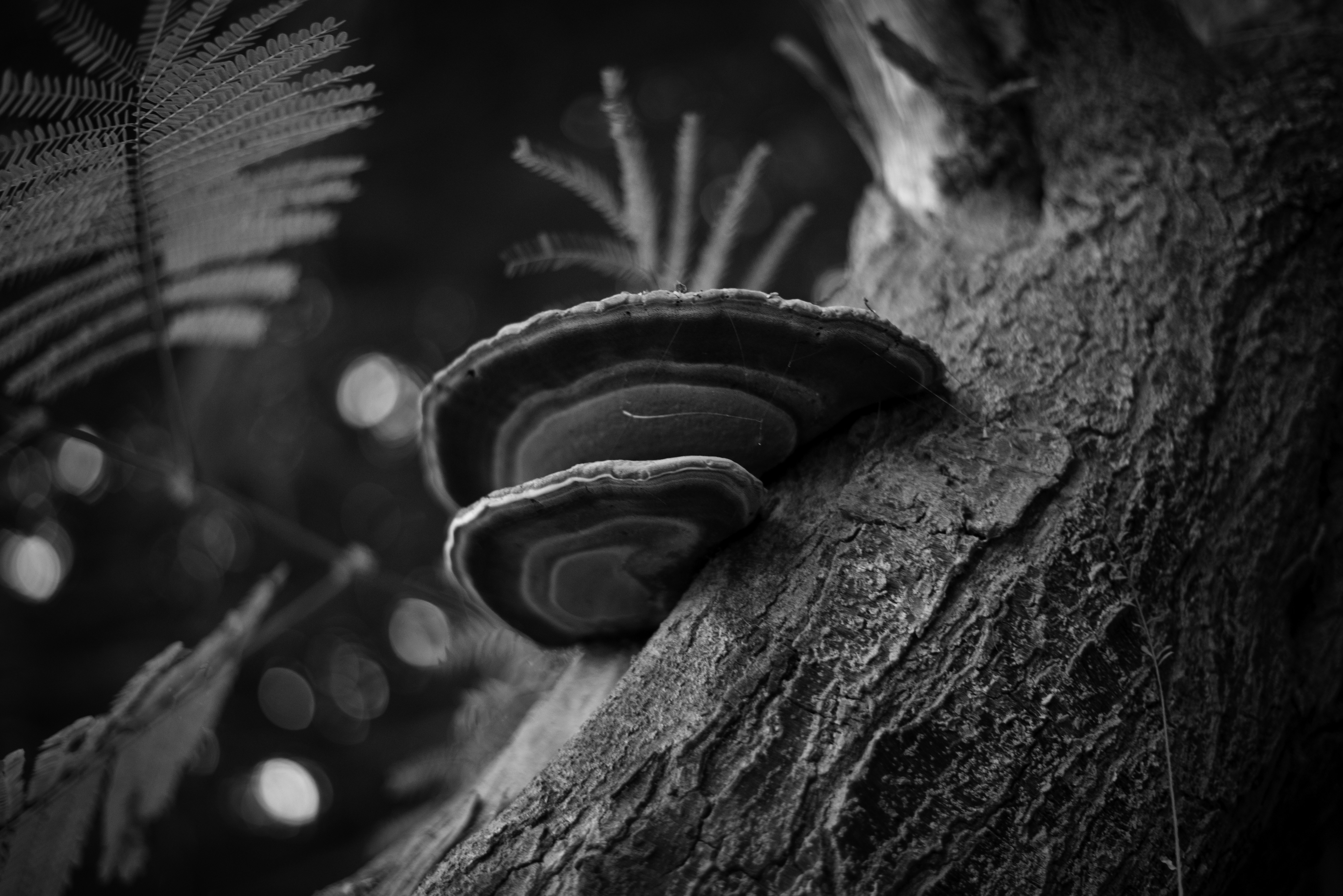 Two shelf fungi growing on a tree trunk.