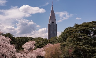 Skyscraper behind cherry blossoms at Shinjuku Gyoen