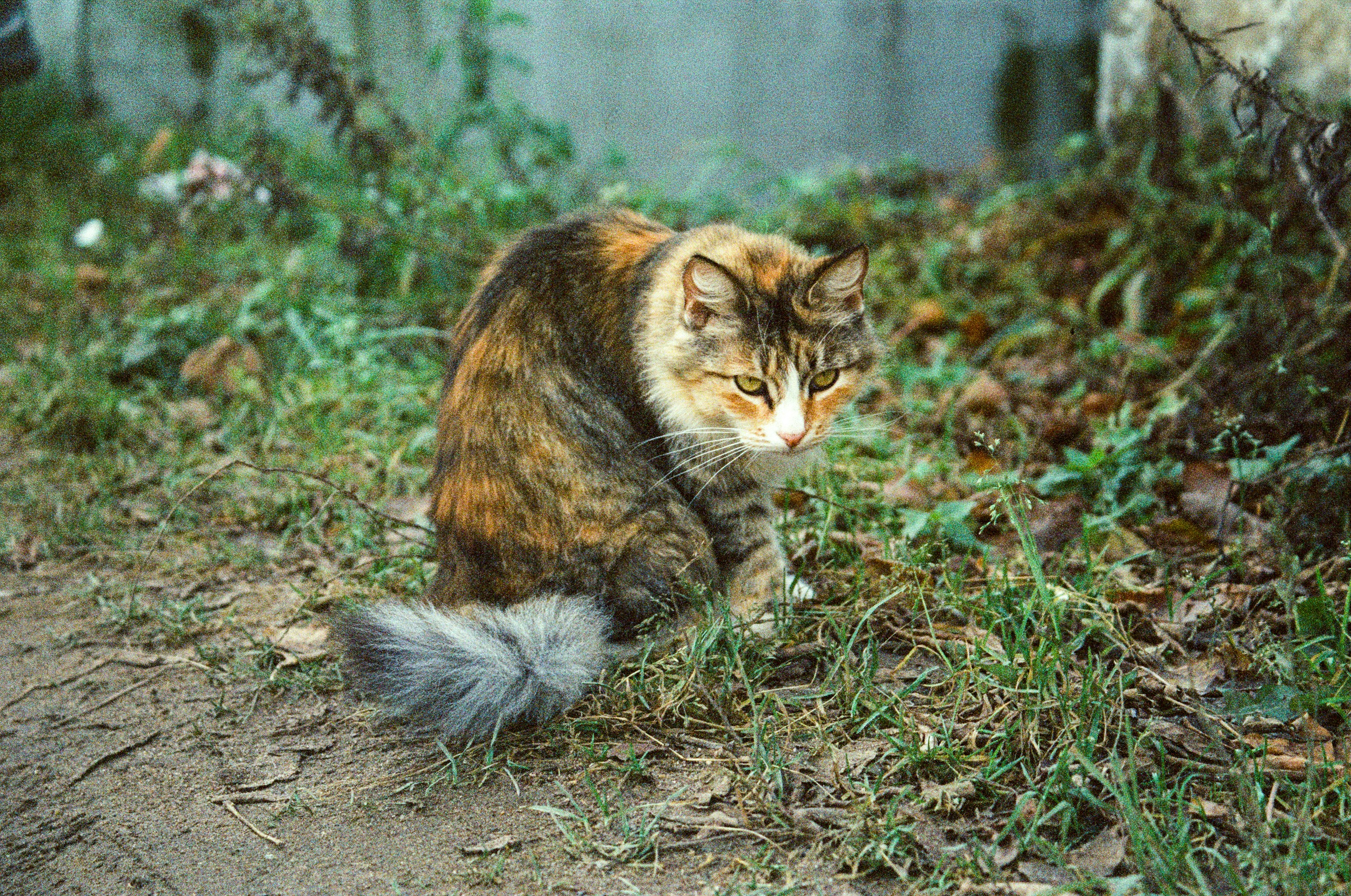 Un gatto calicò si siede in un'area erbosa all'aperto.