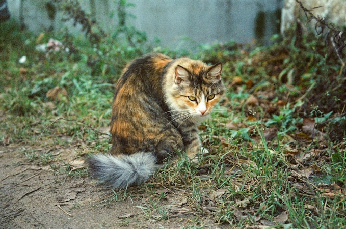 Japanese Bobtail
