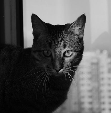 Complete Guide to Feline Liver Disease: Hepatic Lipidosis & Cholangitis Symptoms and Prevention