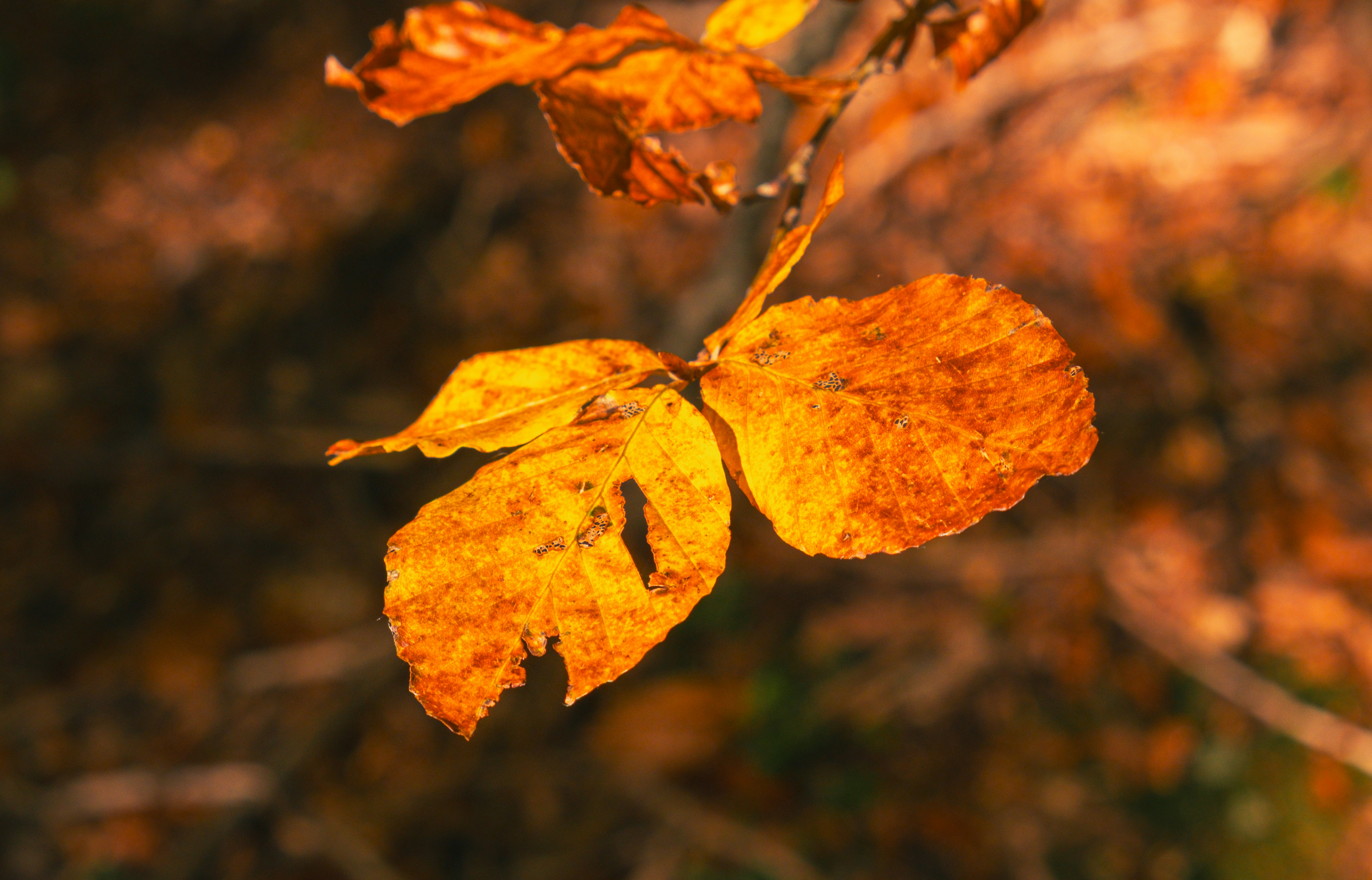 Photo by stefano_pinotti