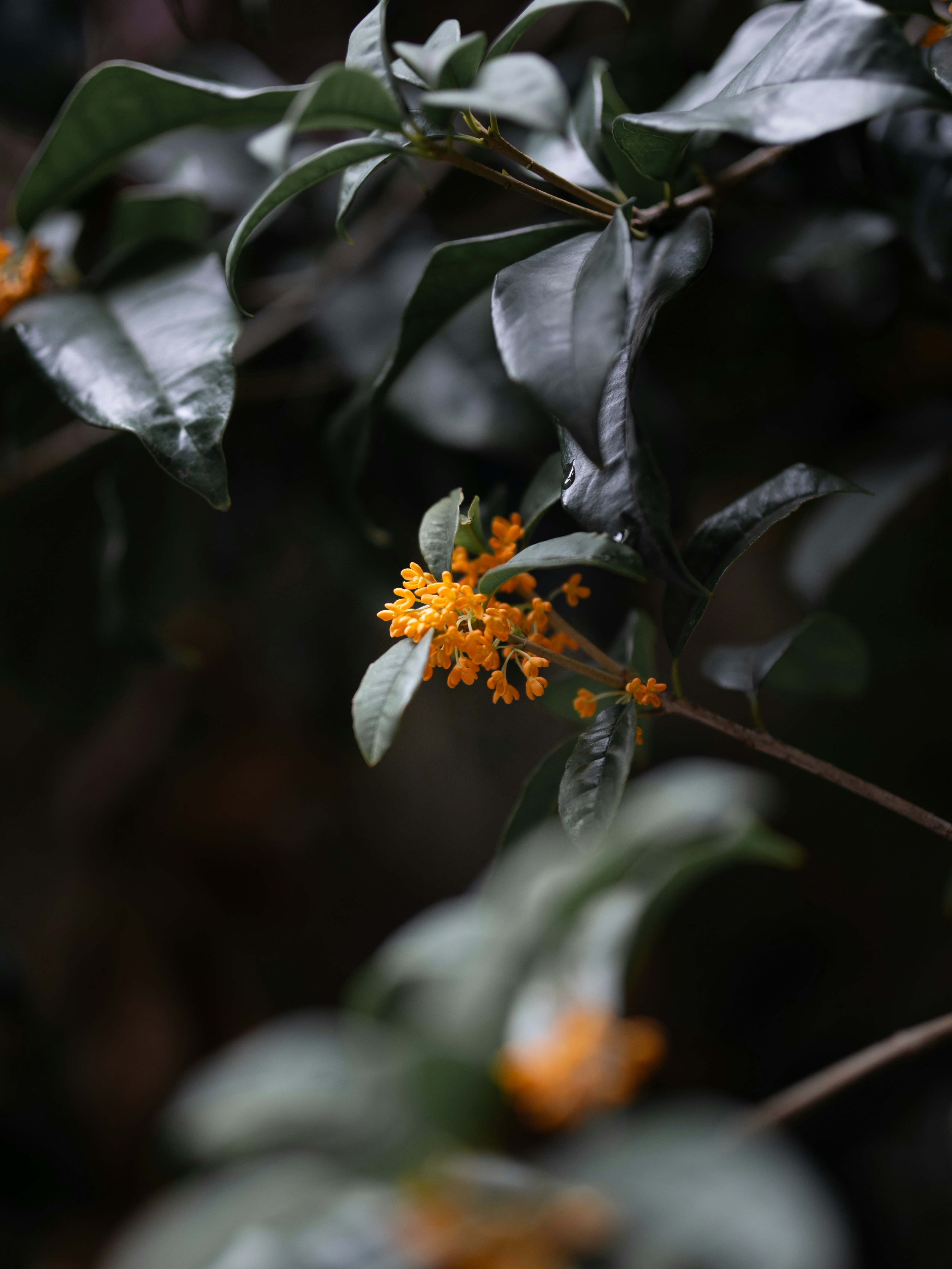 Close-up of small orange flowers on a dark background