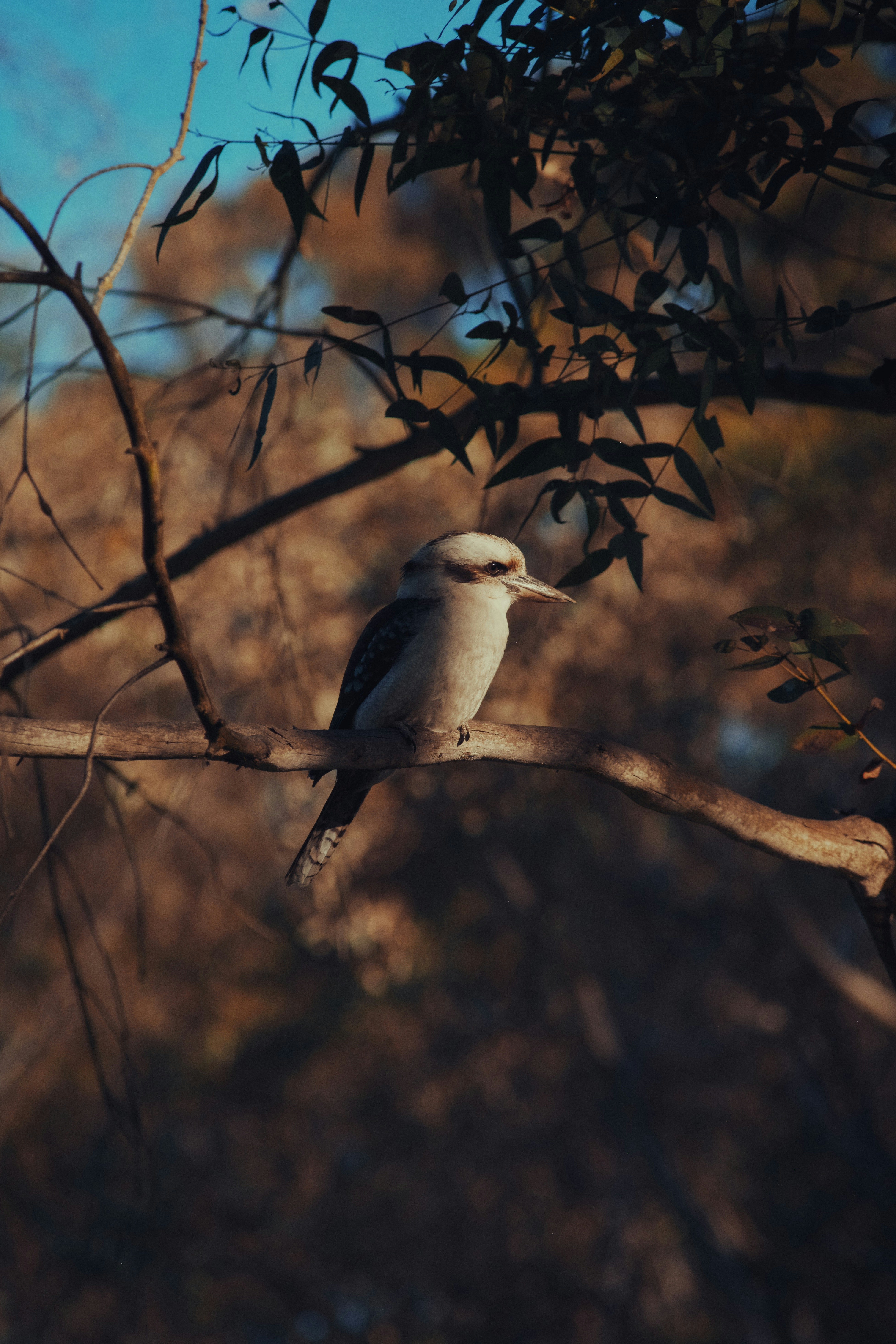 Un kookaburra perché sur une branche d’arbre.