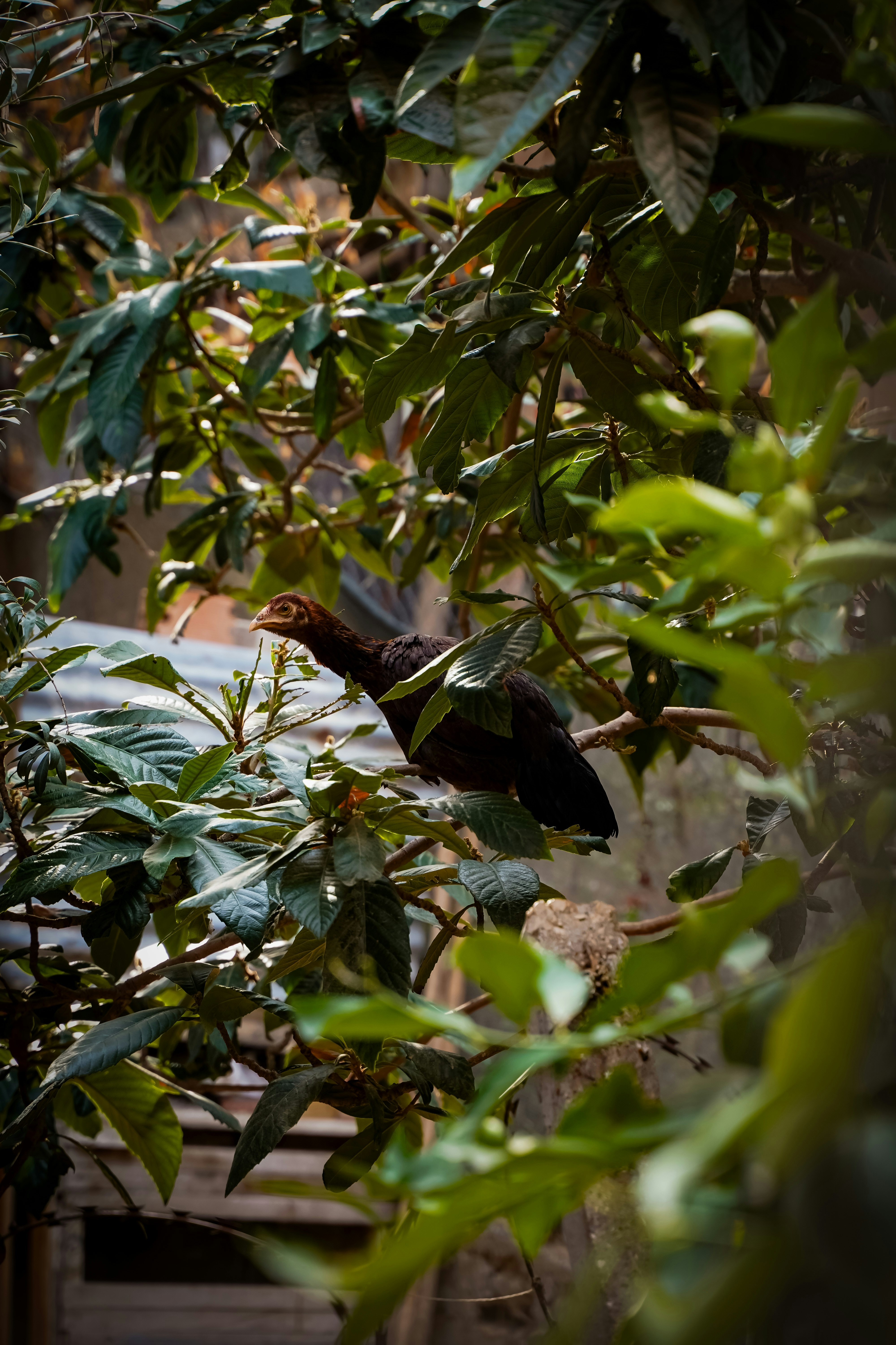 A chicken perched on a tree branch surrounded by leaves