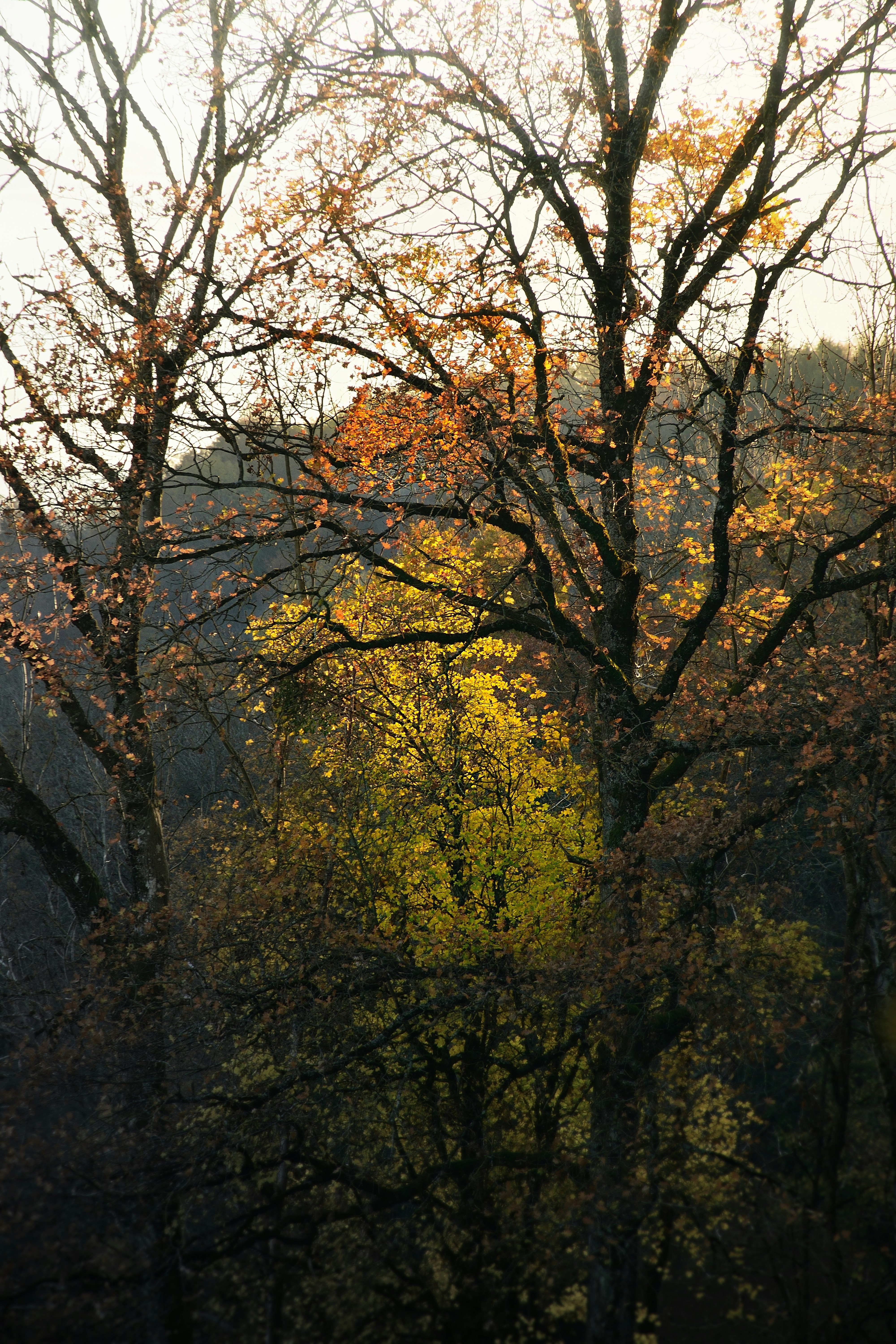 Bare trees with vibrant yellow autumn leaves