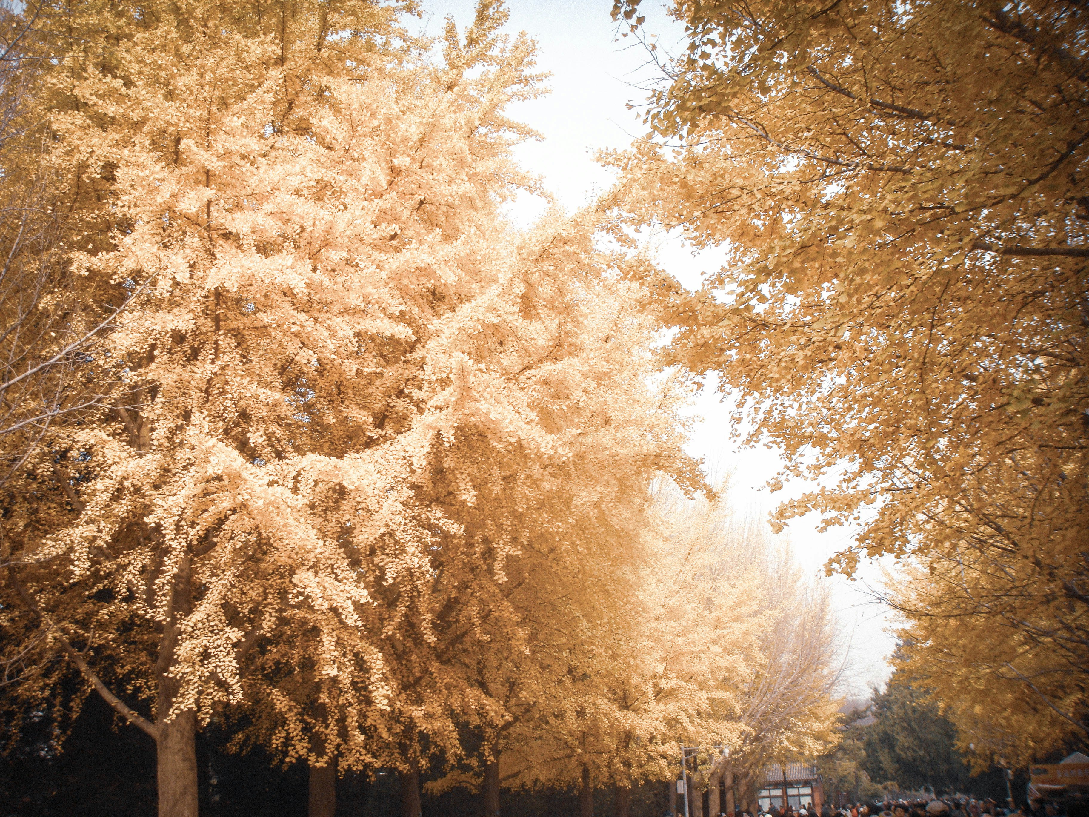 Golden autumn trees lining a quiet street.