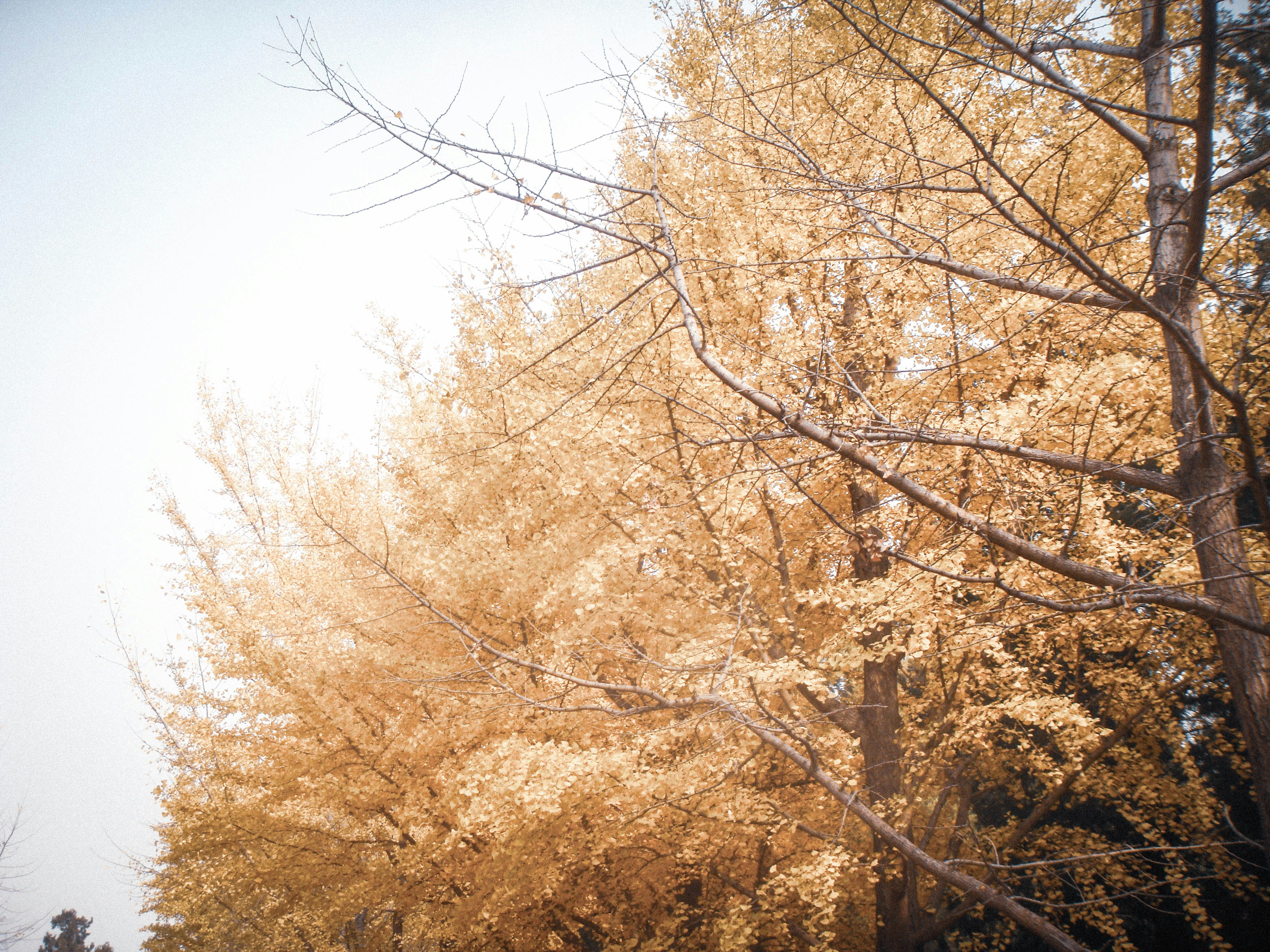 Golden autumn trees with bare branches against sky.