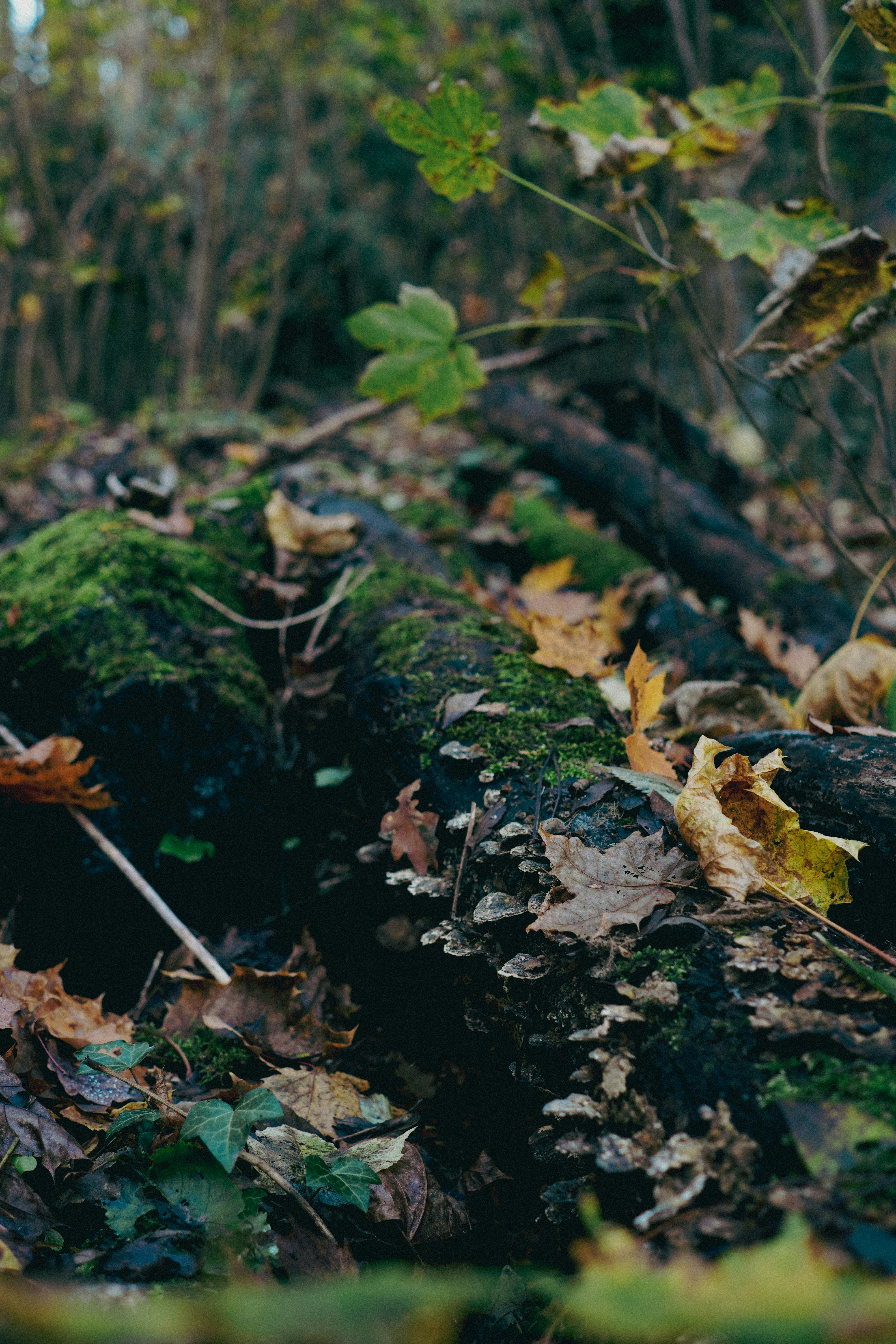 Photo by lau_cocovrard