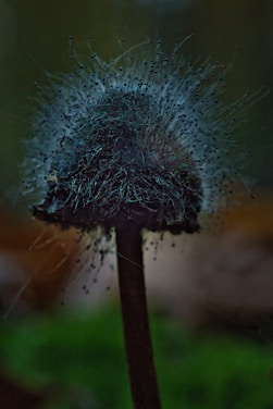 A close-up of a dark mushroom with fuzzy spores