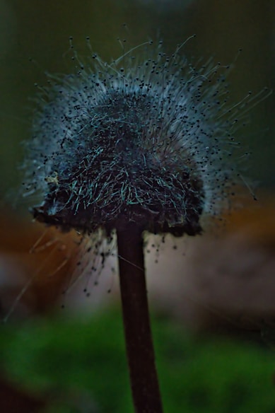 A close-up of a dark mushroom with fuzzy spores