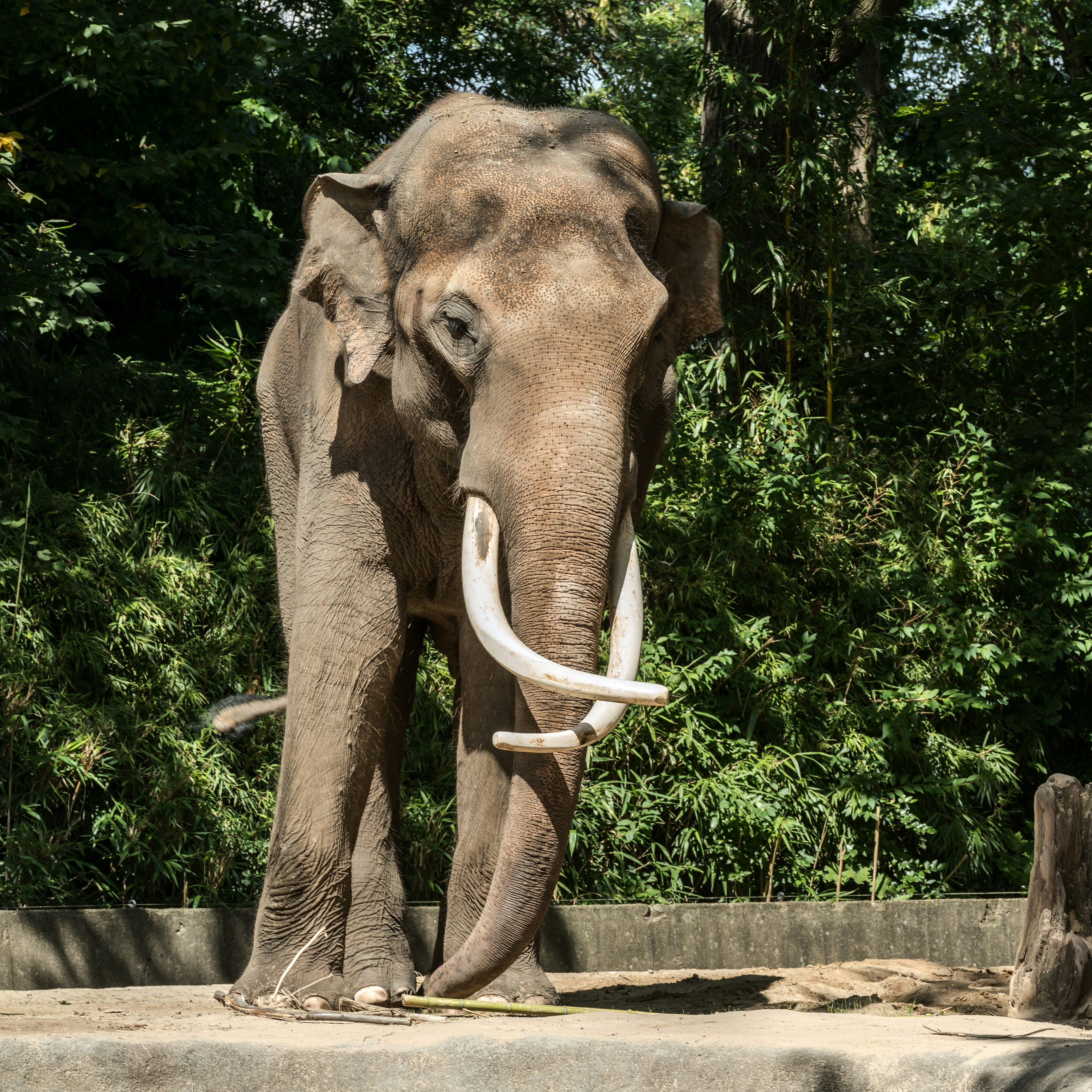An elephant with large tusks stands in front of trees.