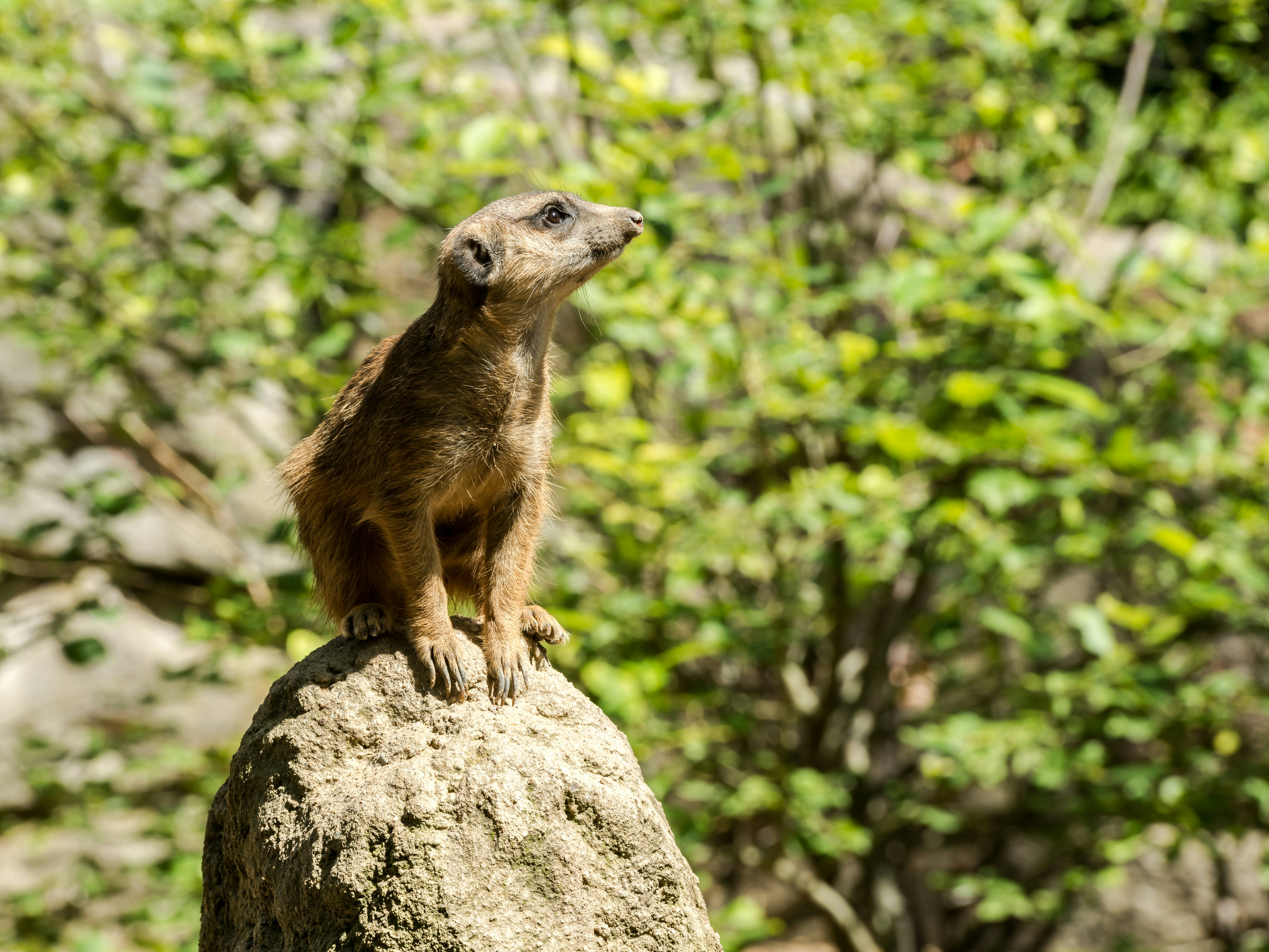 Meerkat sitting on a rock looking up