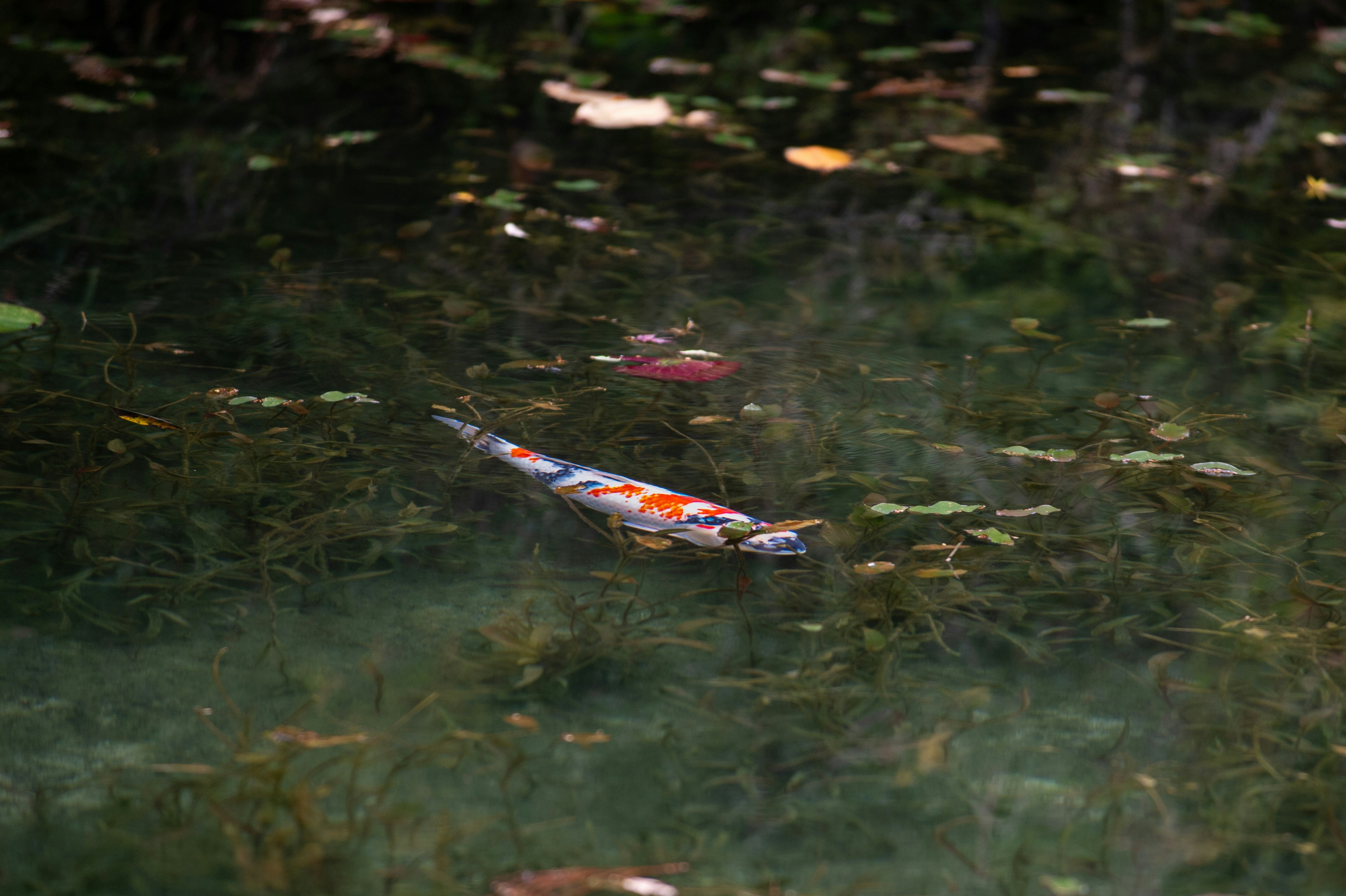 Cenote kayaking