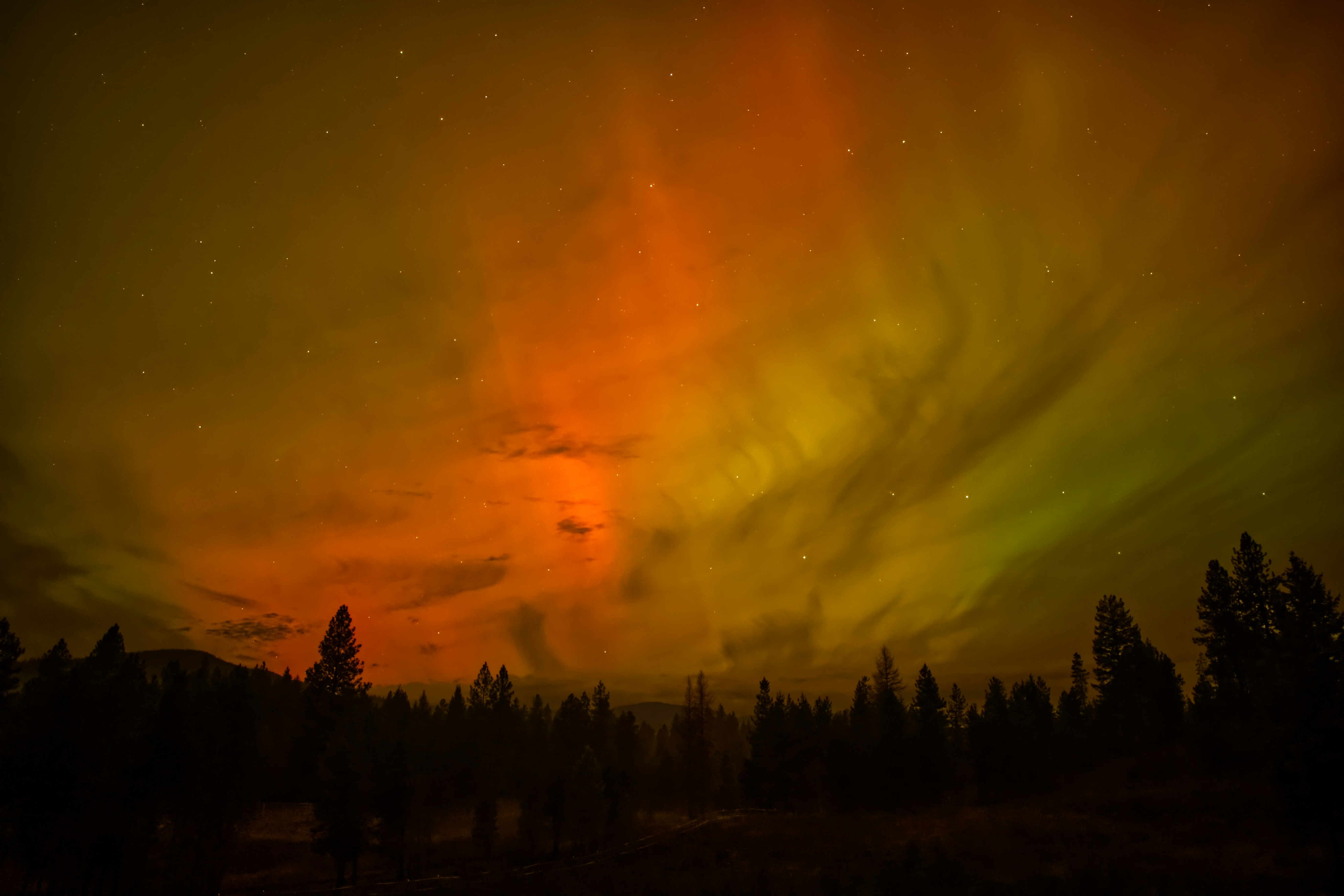 Vibrant aurora borealis over a dark forest landscape.