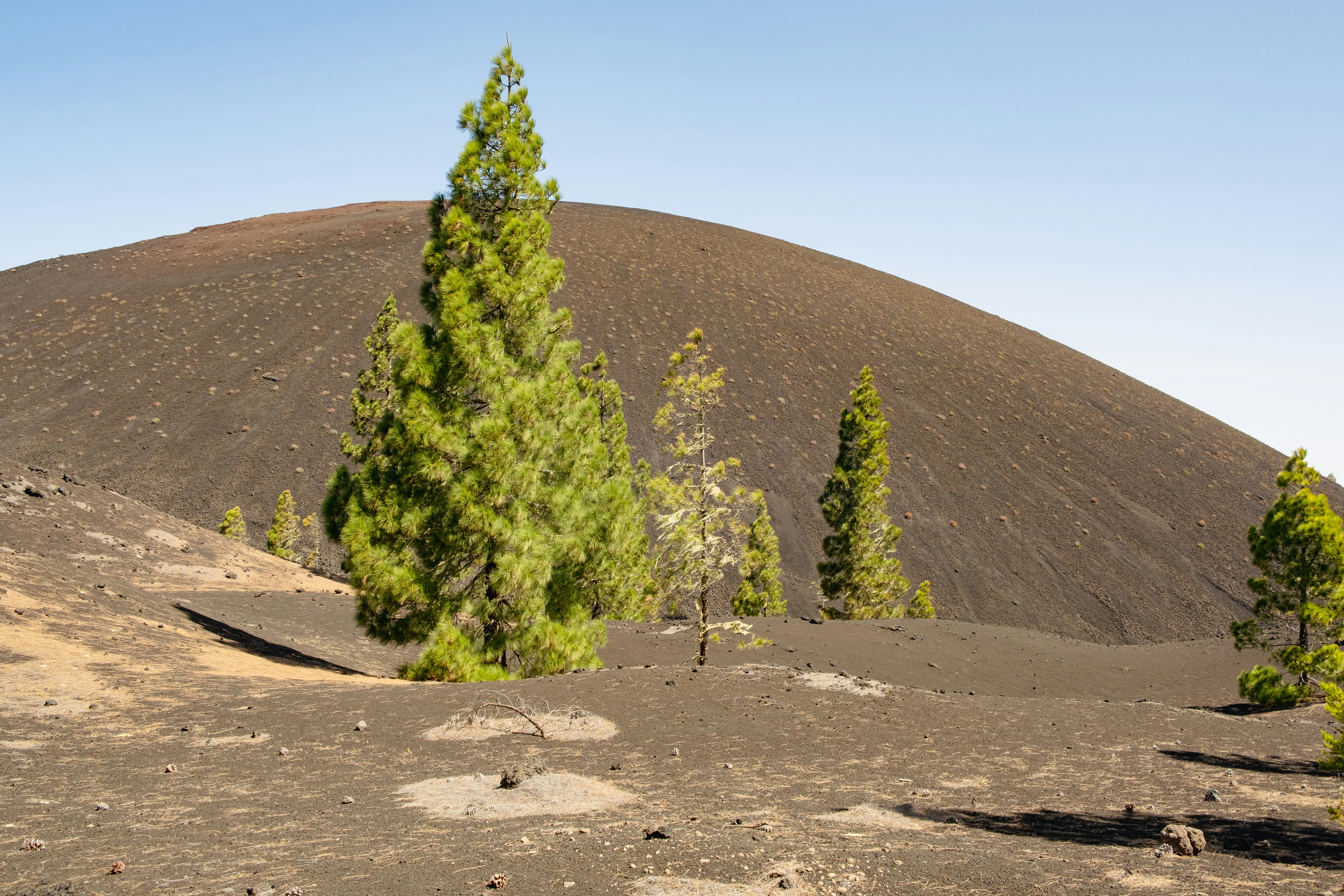 Pine trees grow on a dark volcanic landscape.