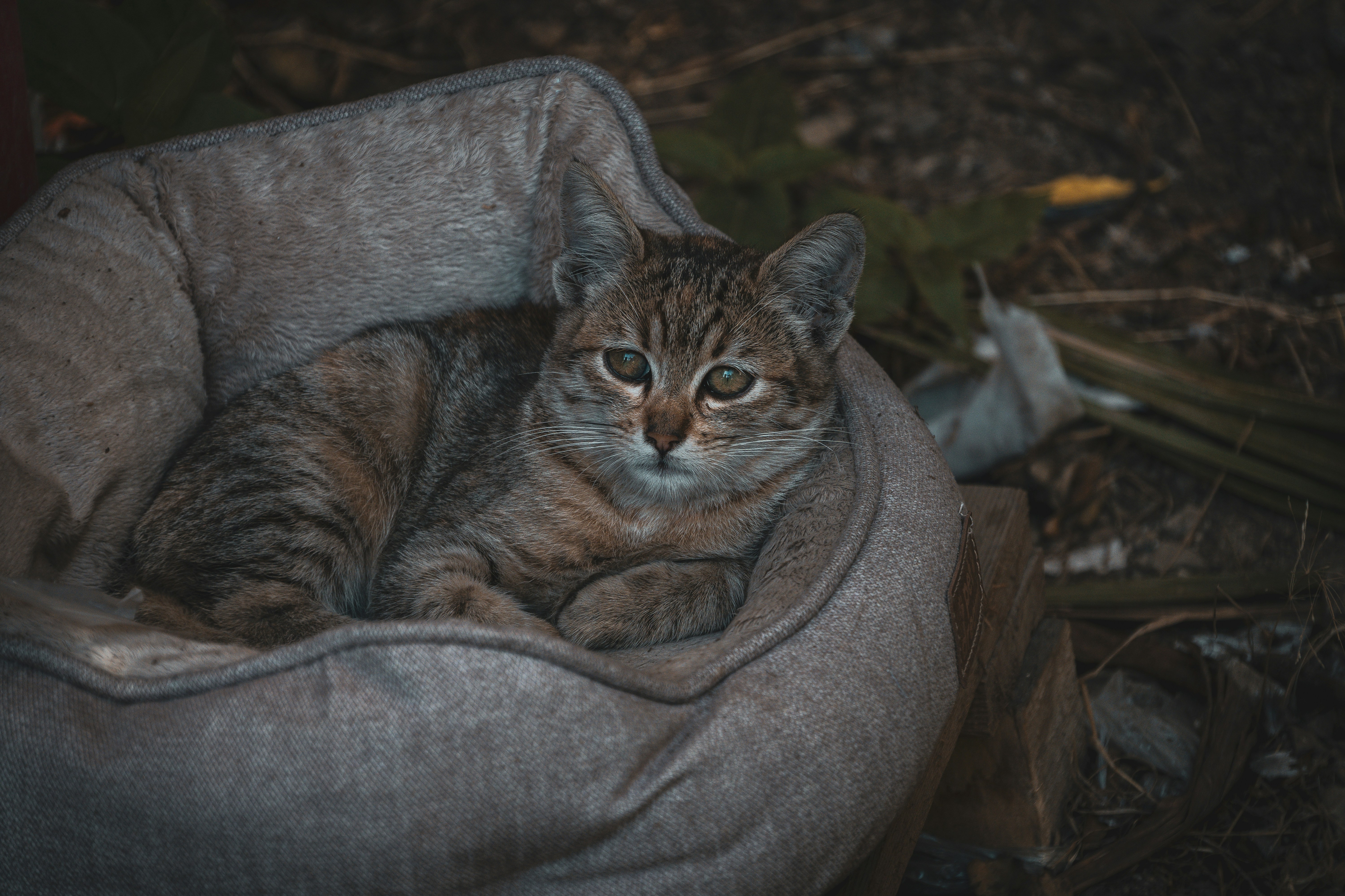 A tabby cat rests in a soft bed.
