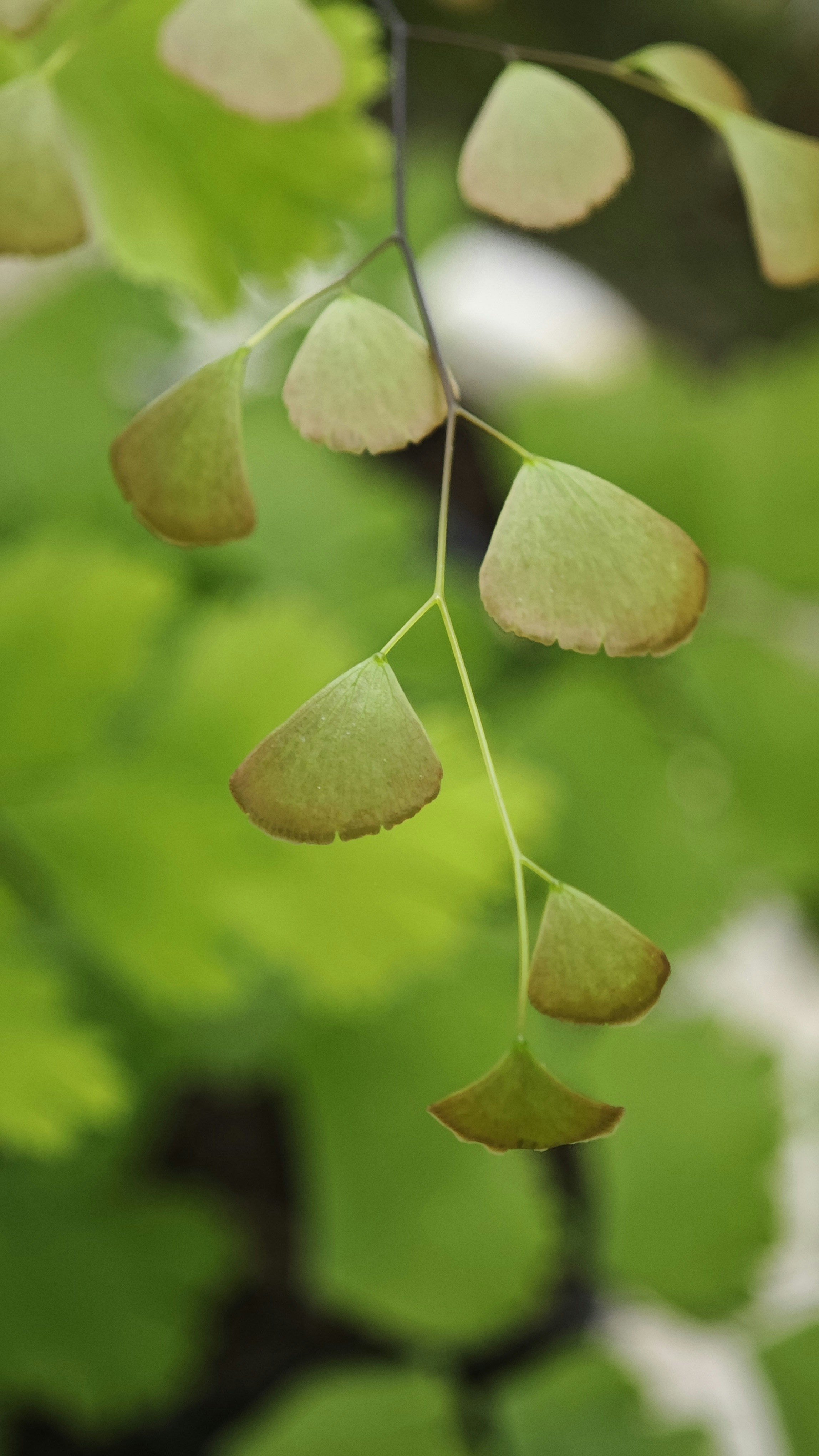Delicadas folhas de samambaia verde com fundo de foco suave
